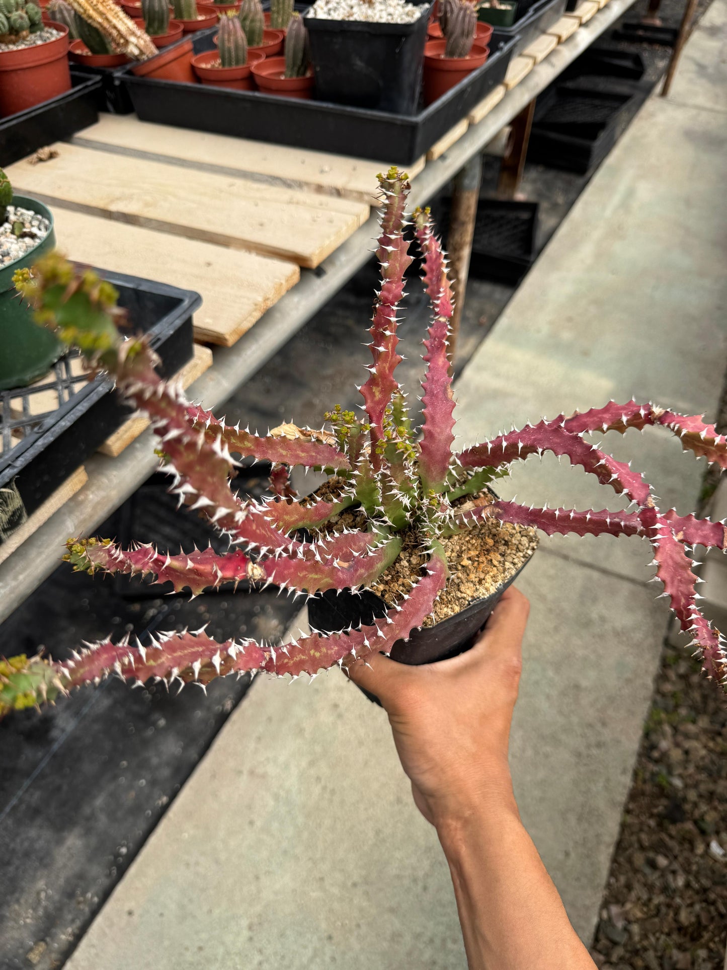 Euphorbia sqarrosa