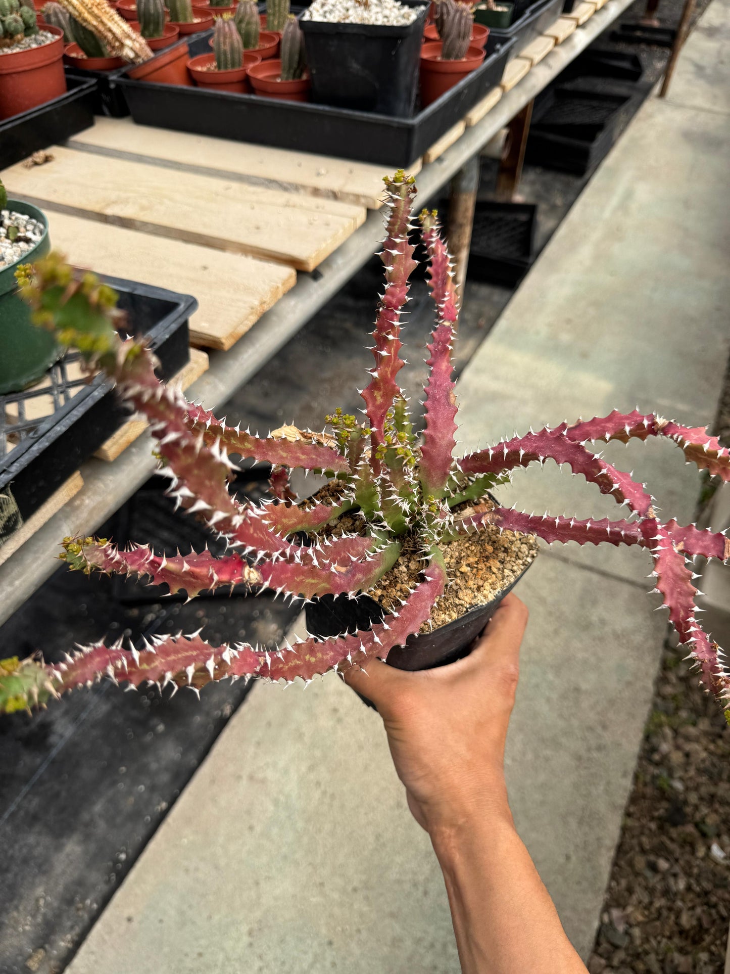 Euphorbia sqarrosa