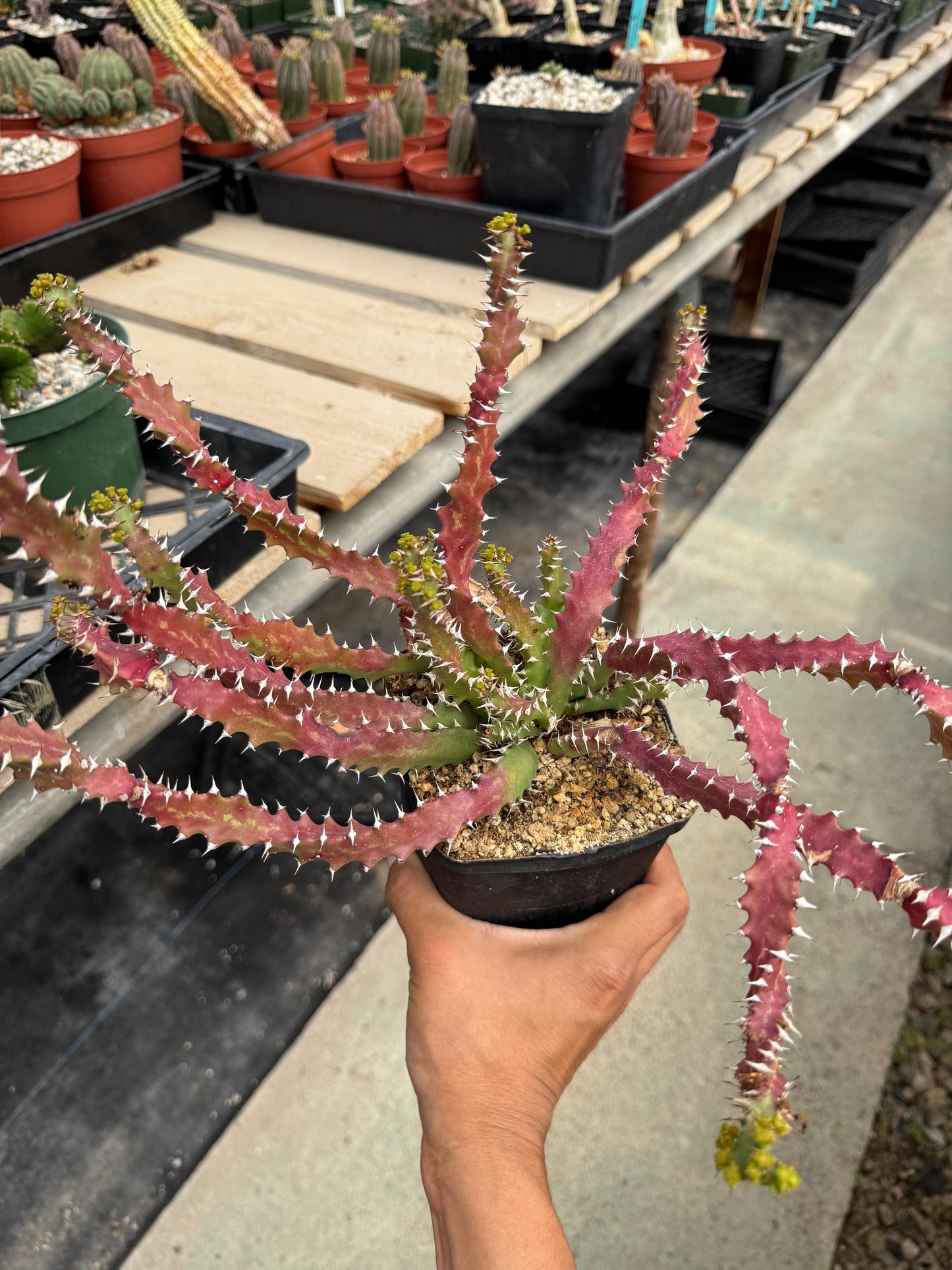 Euphorbia sqarrosa