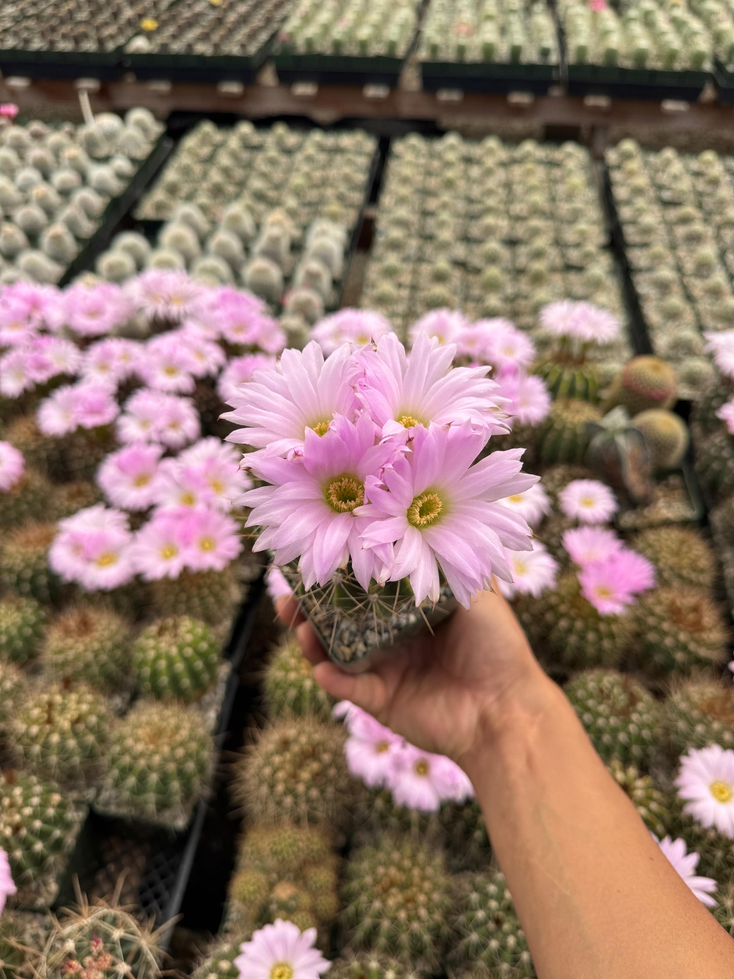 Acanthocalycium violaceum albiflorum