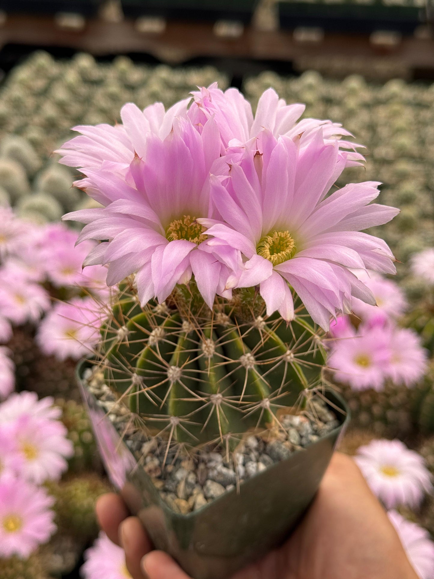 Acanthocalycium violaceum albiflorum