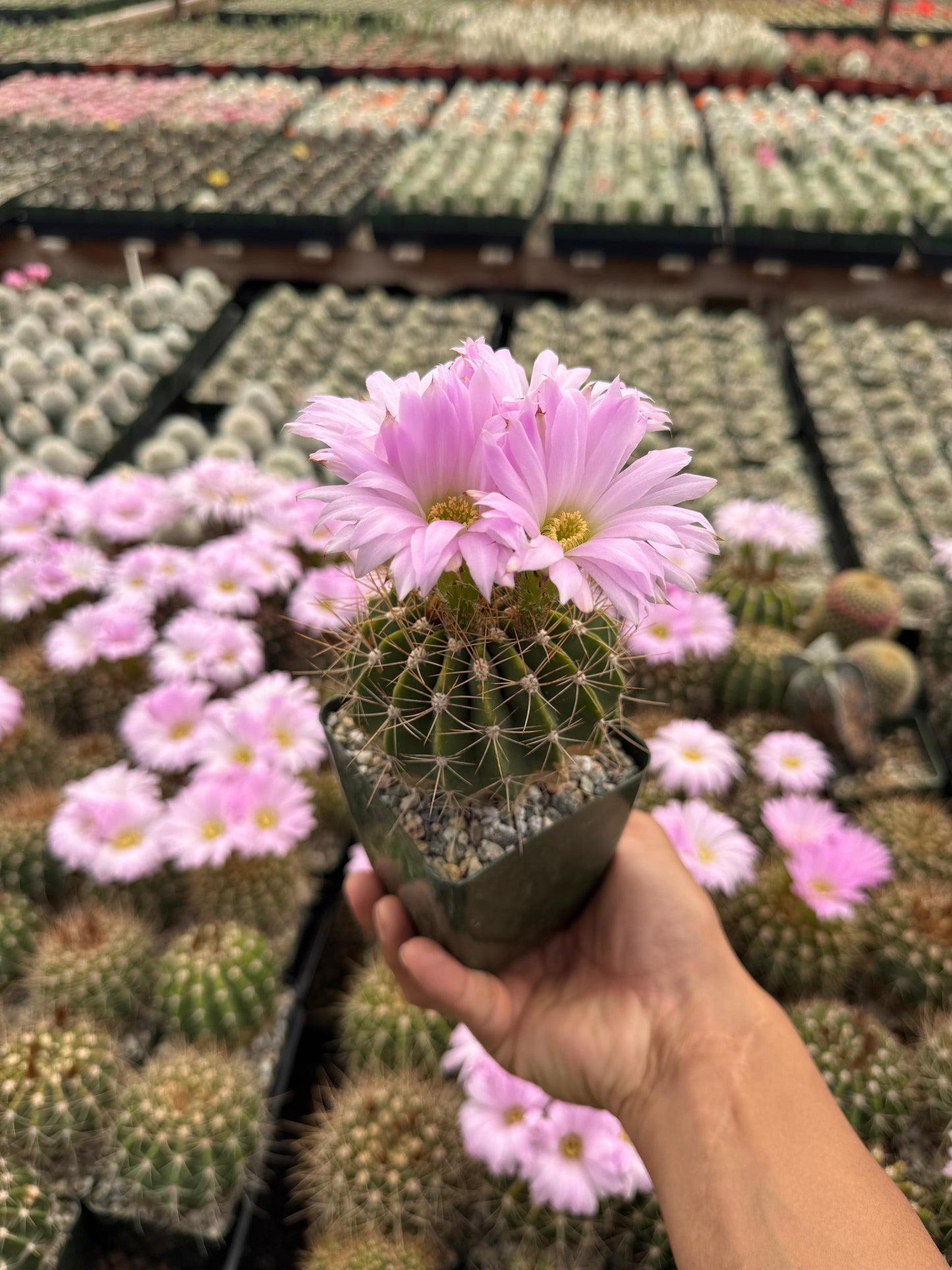 Acanthocalycium violaceum albiflorum