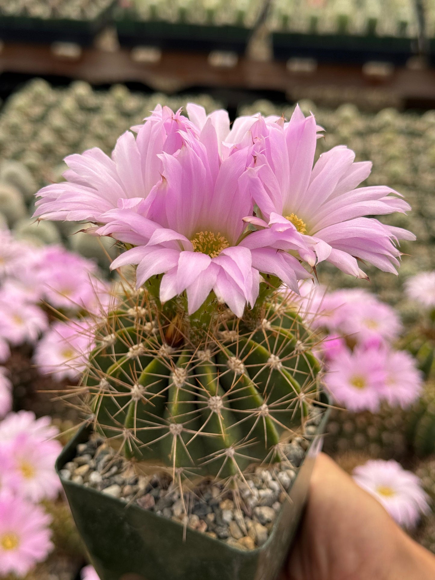 Acanthocalycium violaceum albiflorum