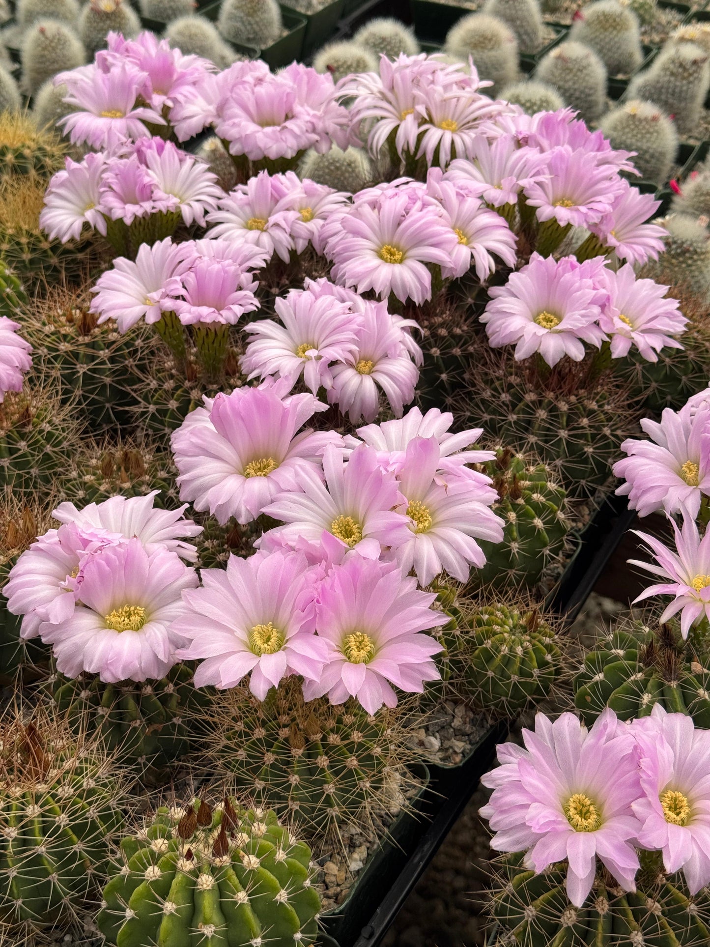 Acanthocalycium violaceum albiflorum