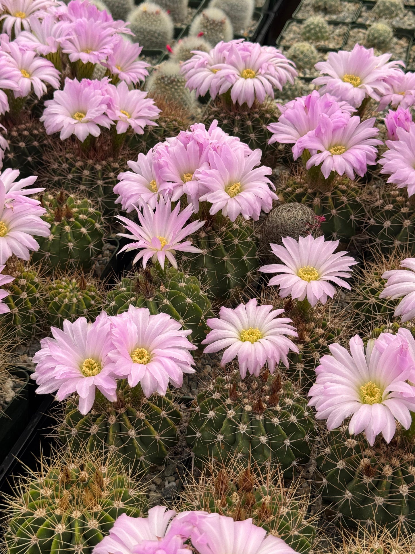 Acanthocalycium violaceum albiflorum