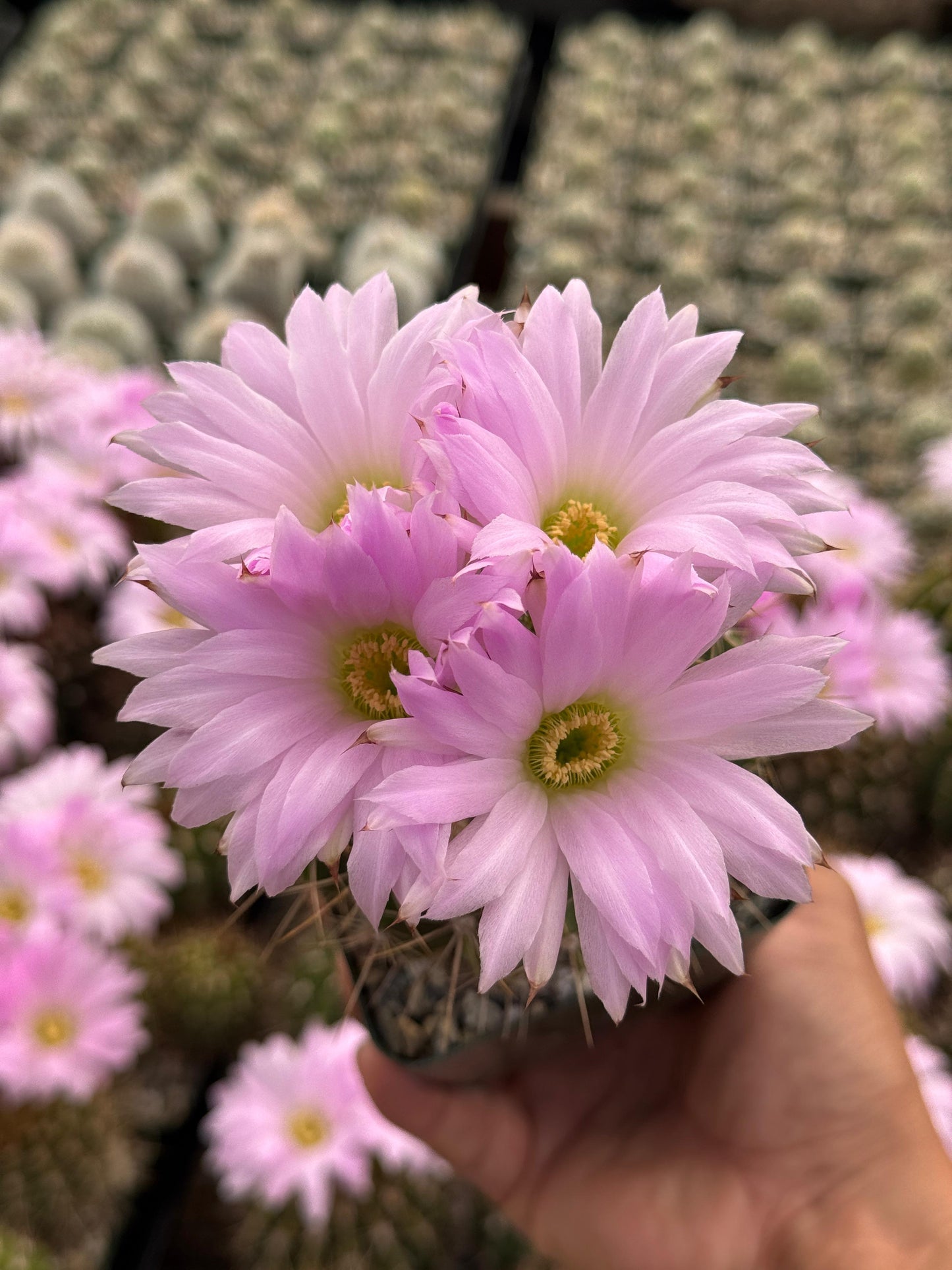 Acanthocalycium violaceum albiflorum