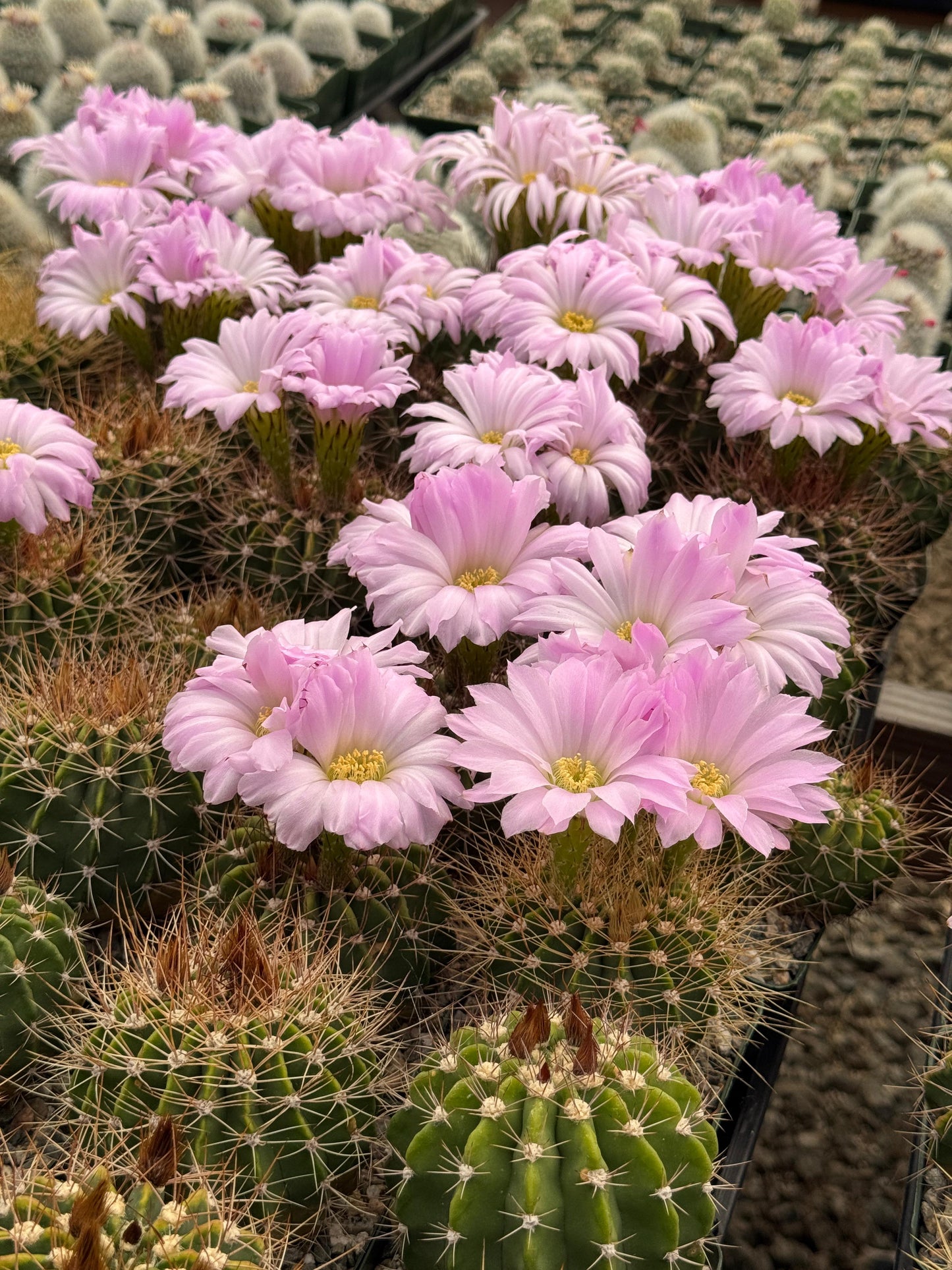 Acanthocalycium violaceum albiflorum