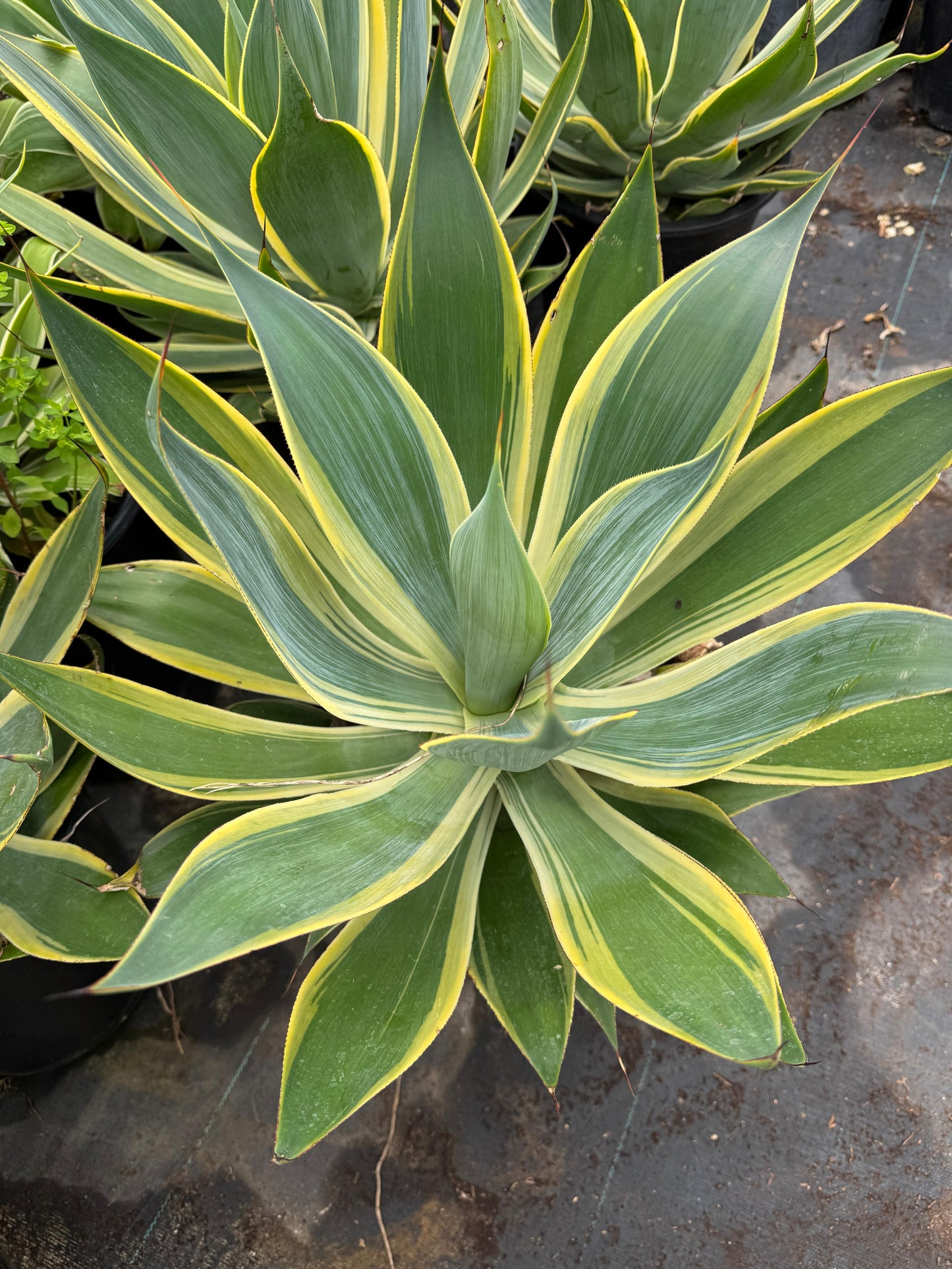 Agave blue flame variegado