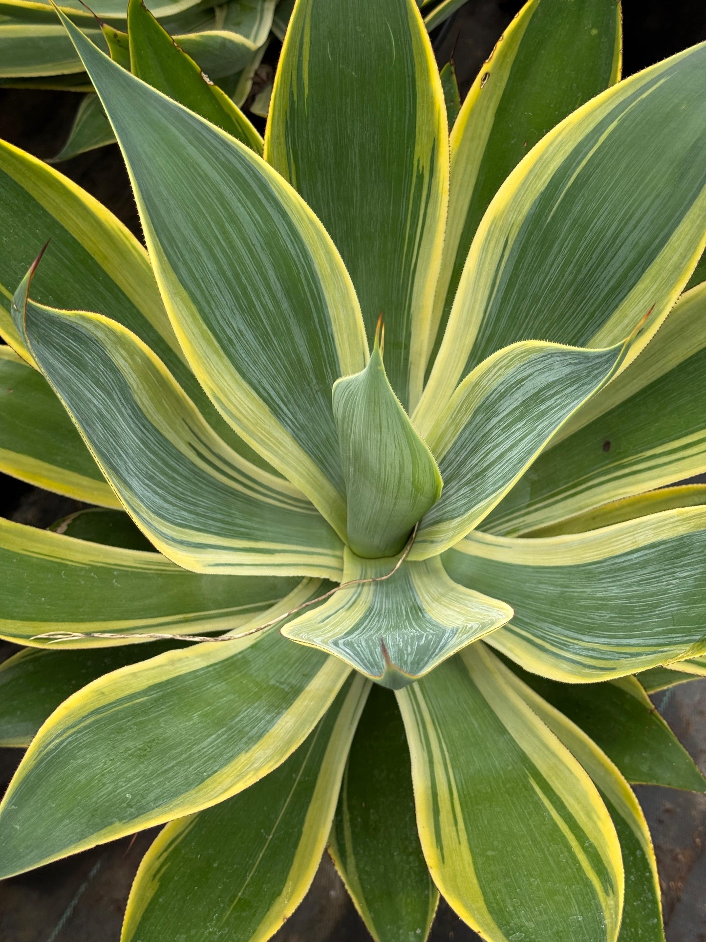 Agave blue flame variegado