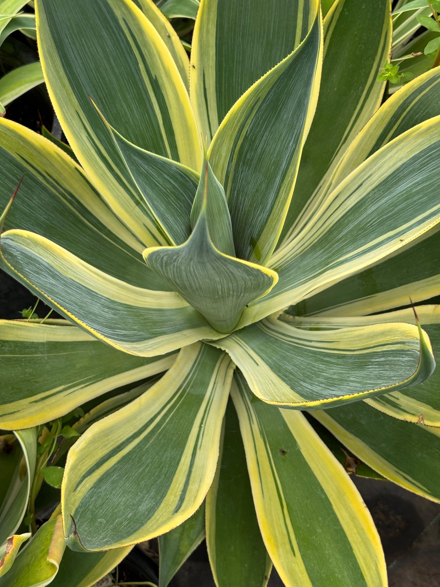 Agave blue flame variegado