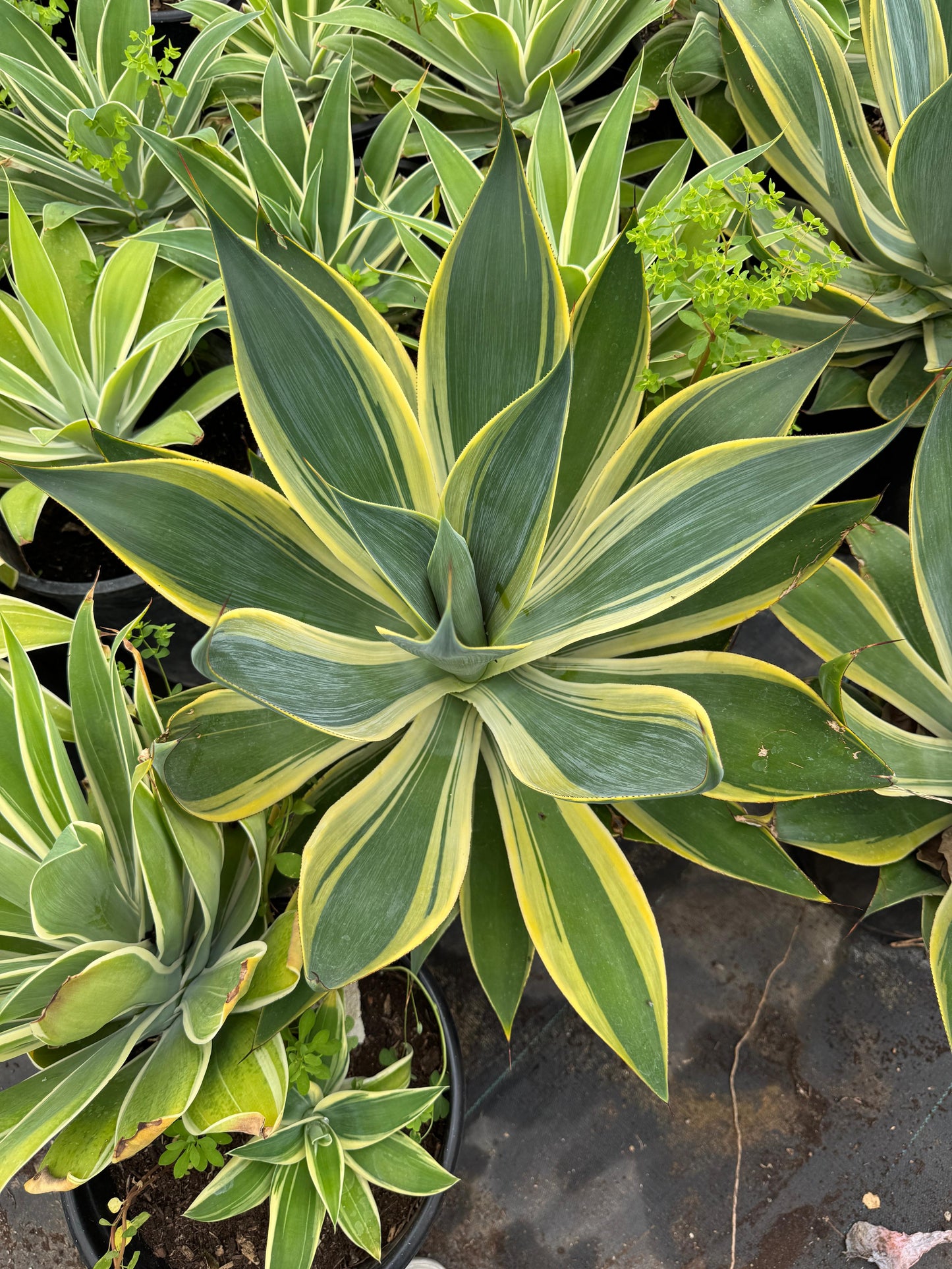 Agave blue flame variegado