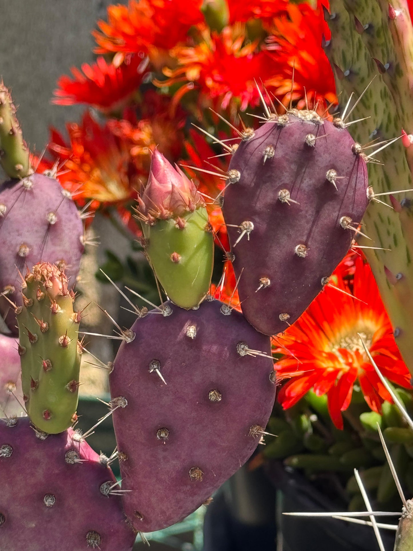 Opuntia baby Rita