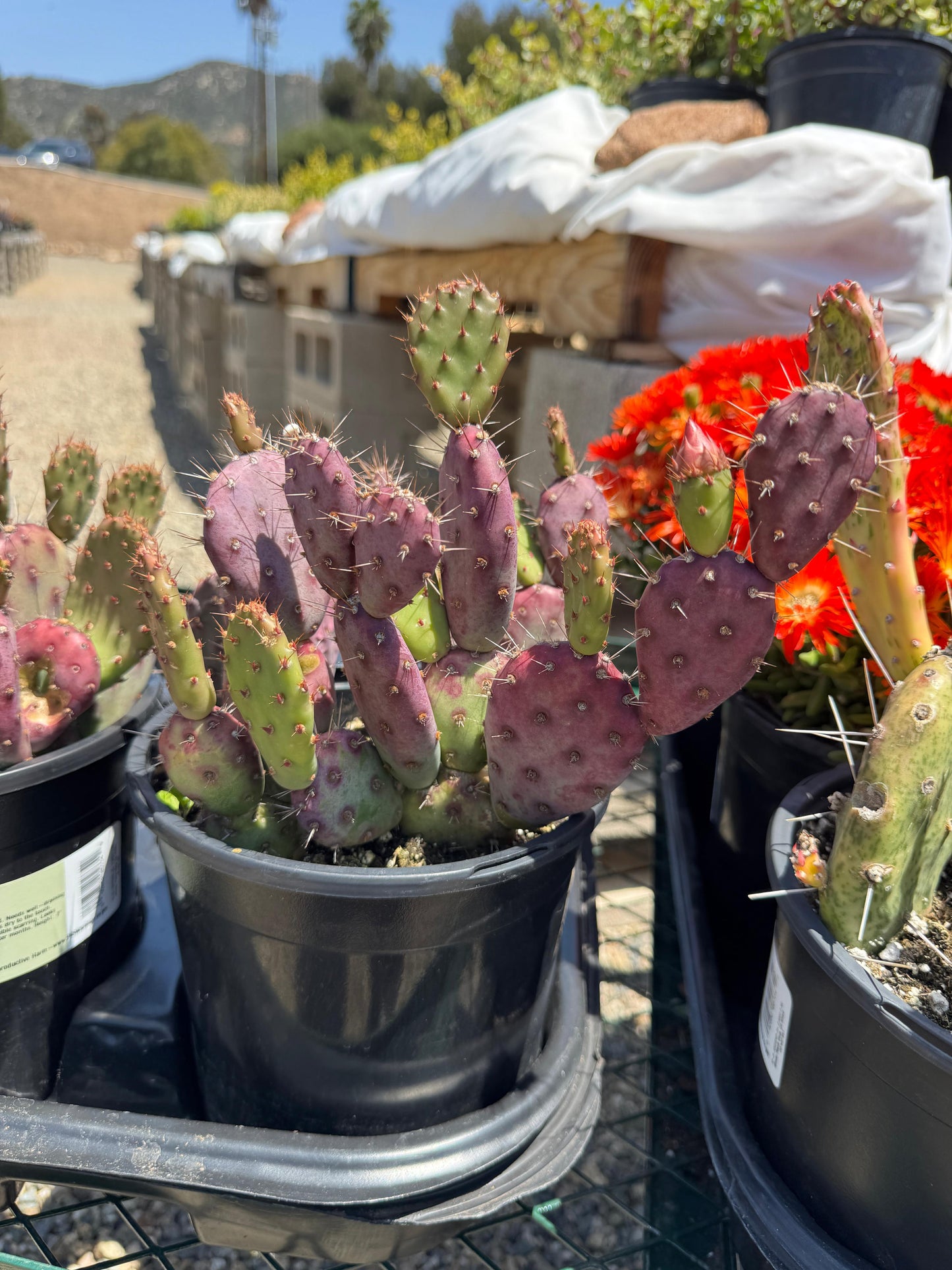 Opuntia baby Rita