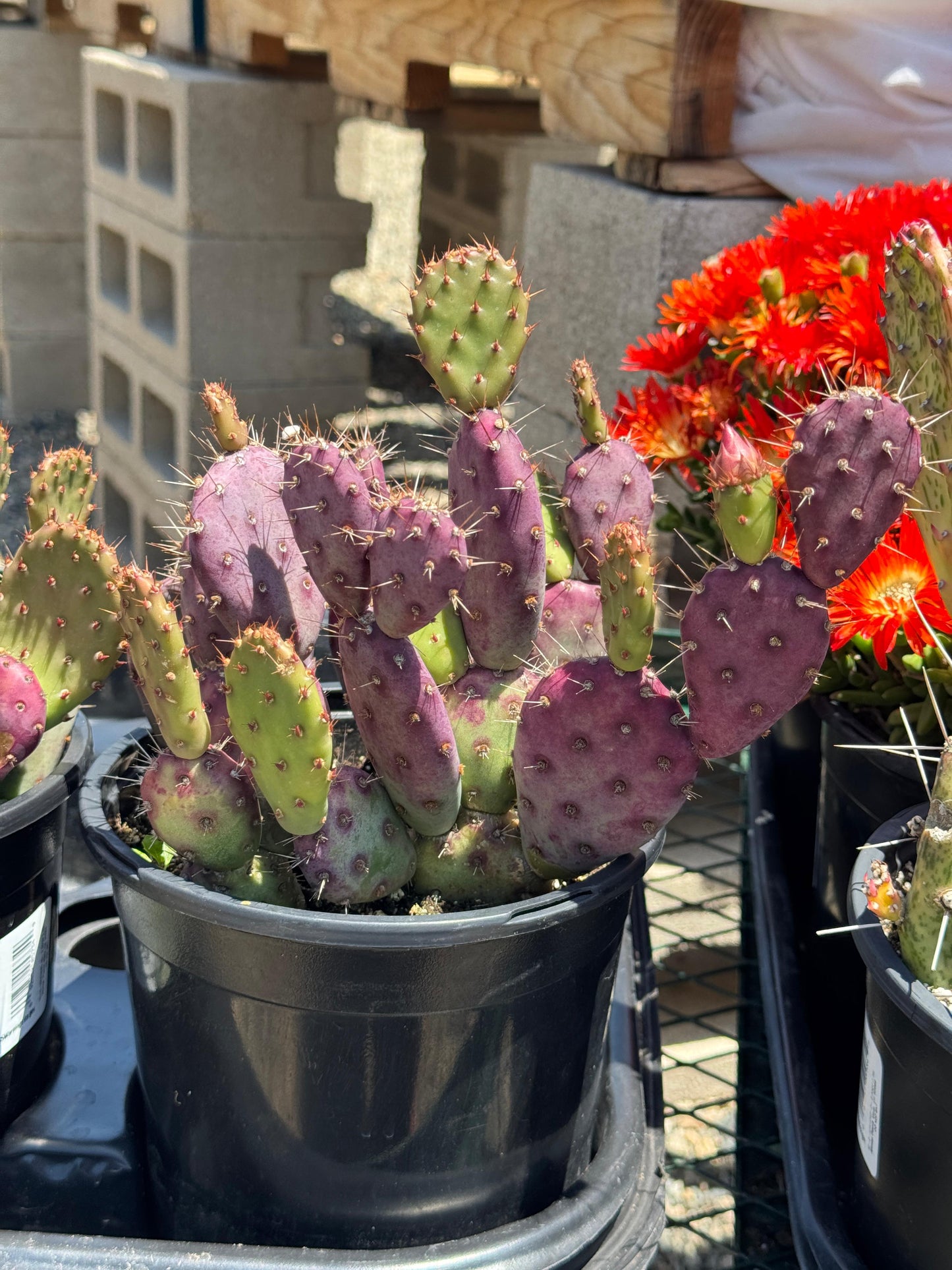Opuntia baby Rita