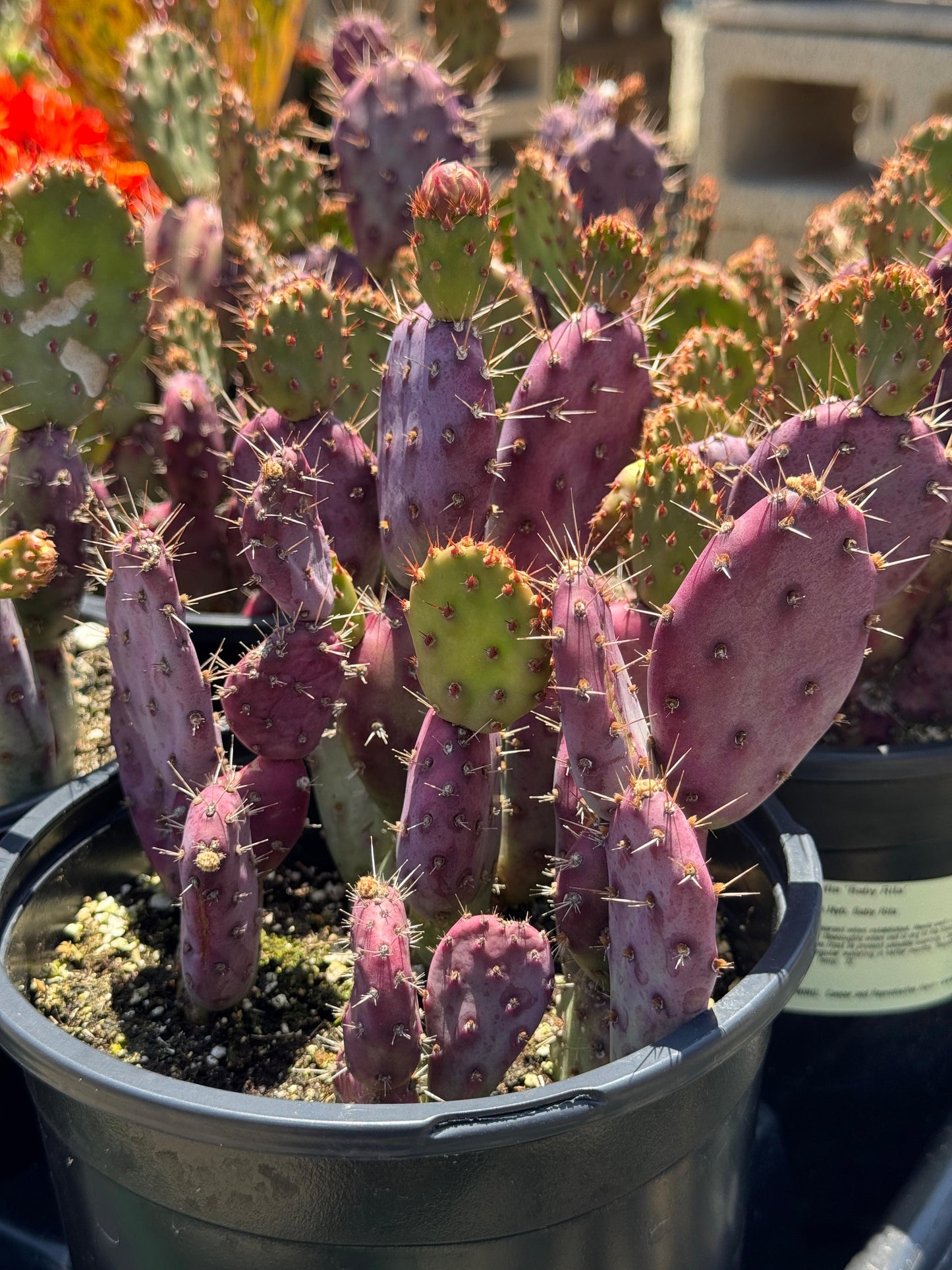 Opuntia baby Rita