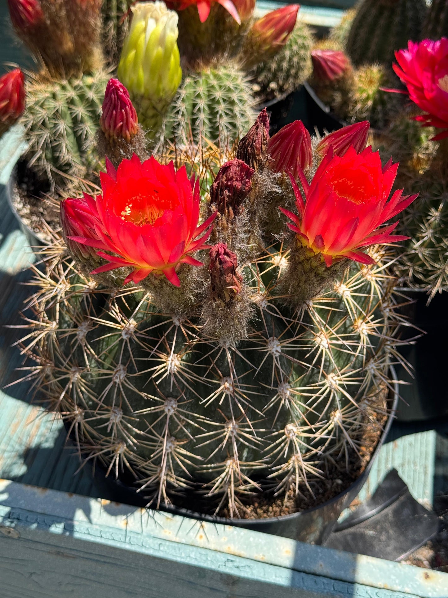 Trichocereus copper barrel