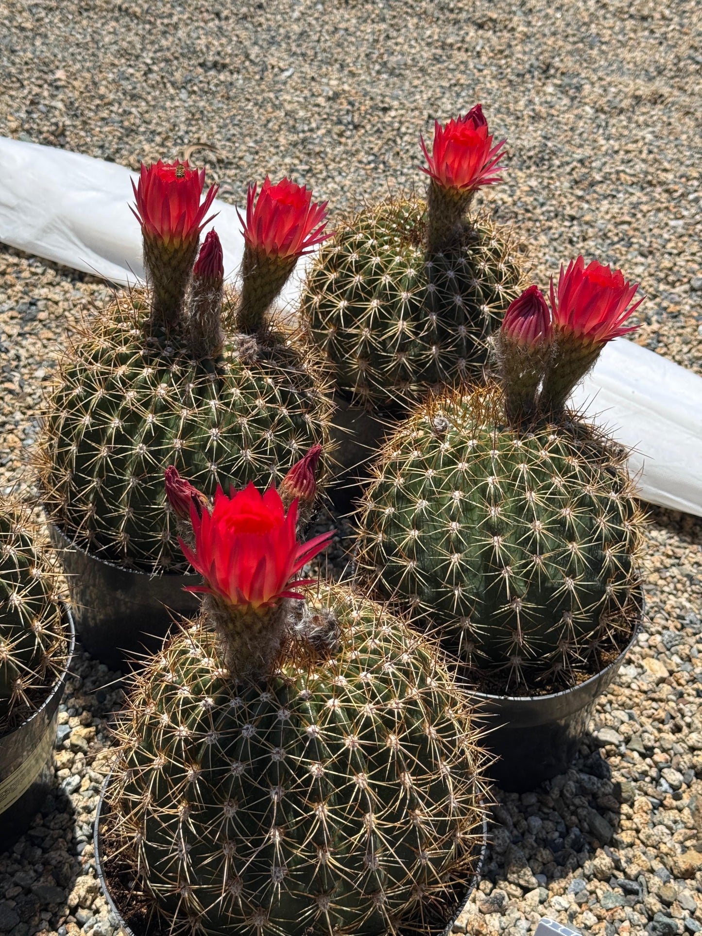 Trichocereus copper barrel