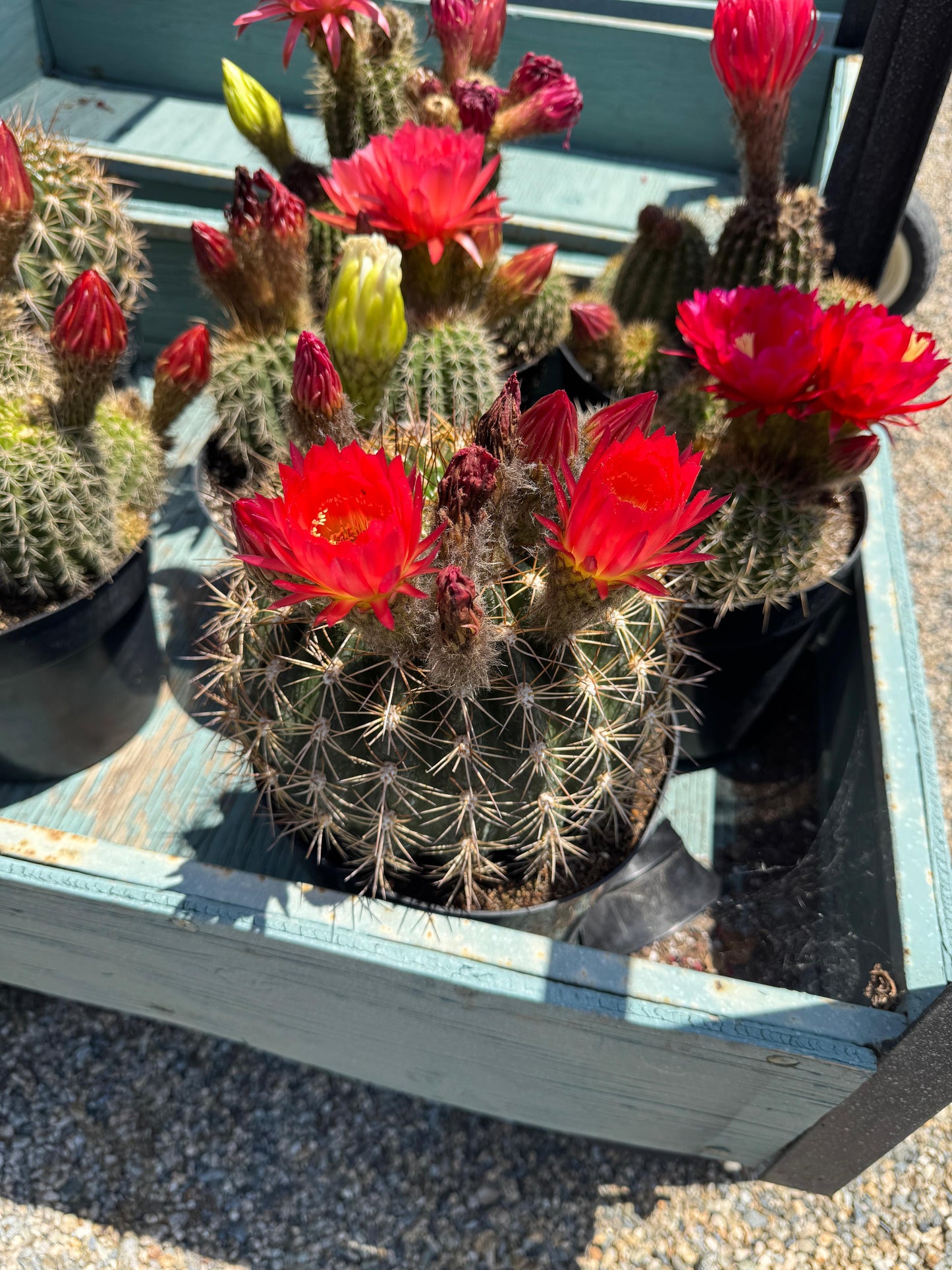 Trichocereus copper barrel