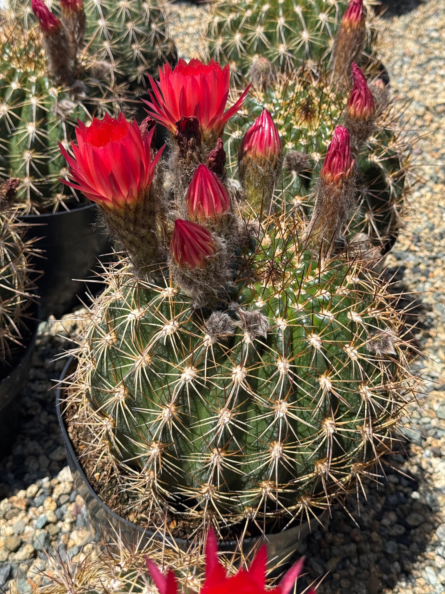 Trichocereus copper barrel