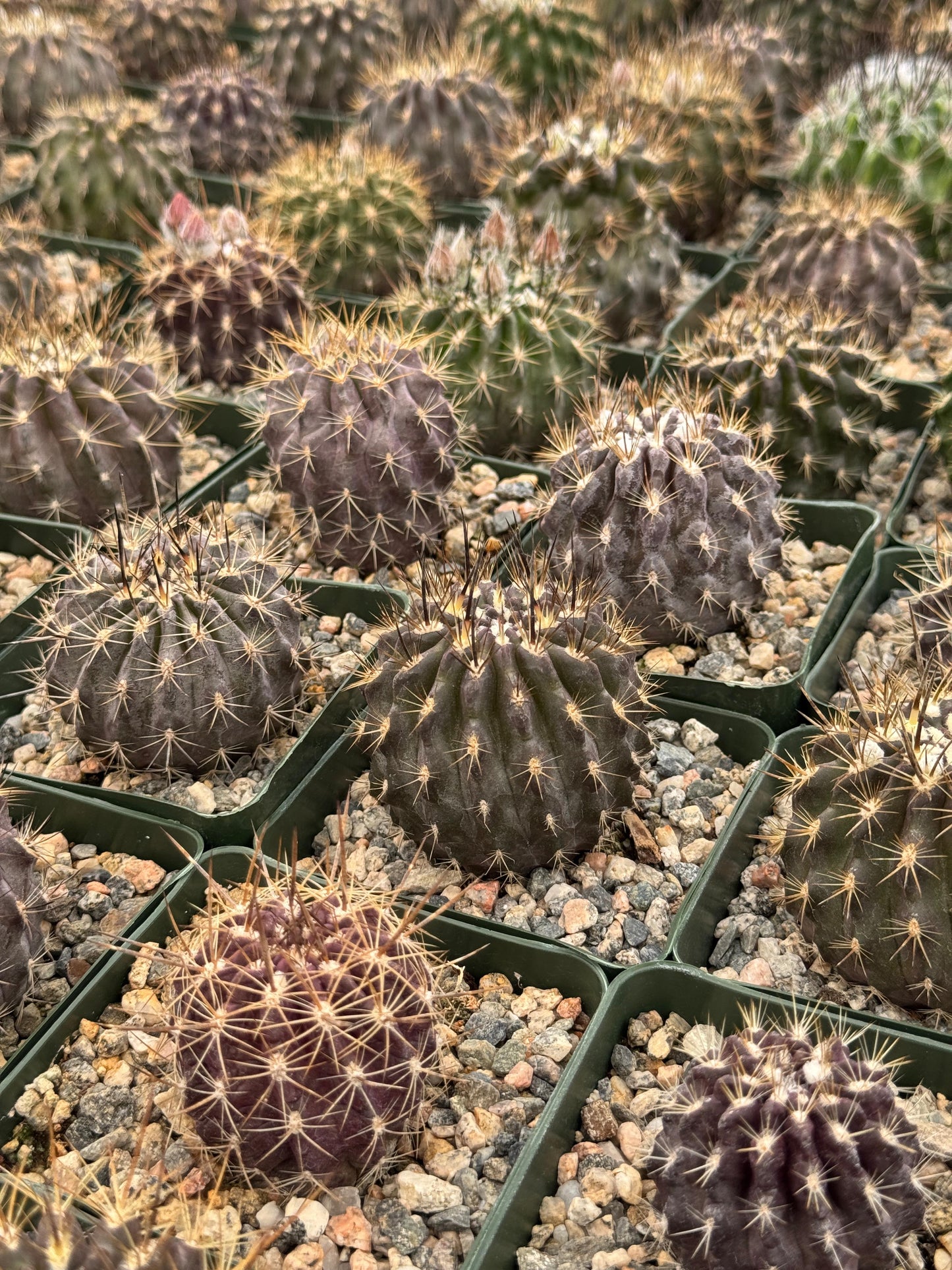 Neochilenia carrizalensis