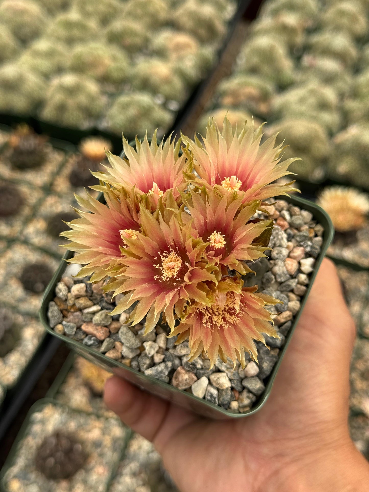Neochilenia occulta