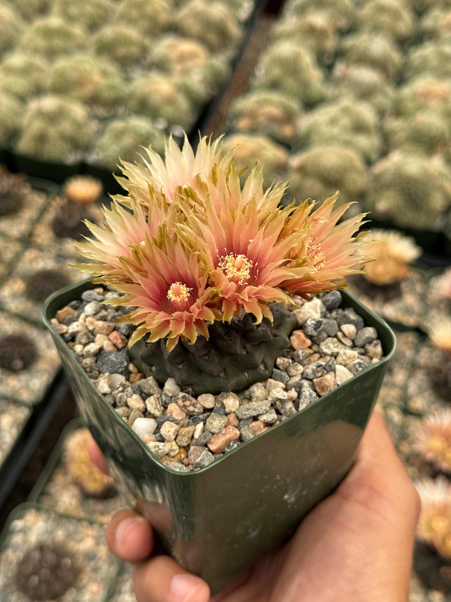 Neochilenia occulta
