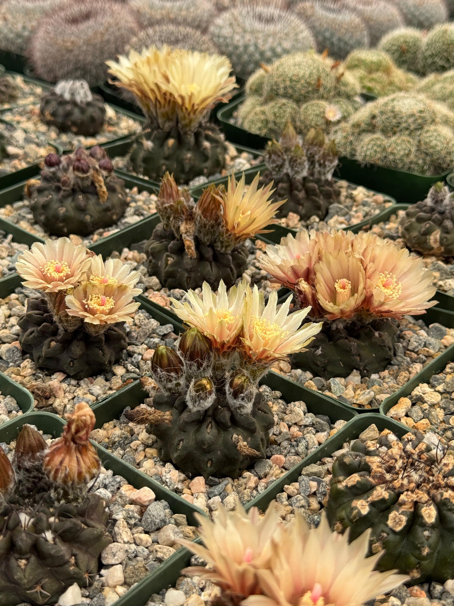 Neochilenia occulta