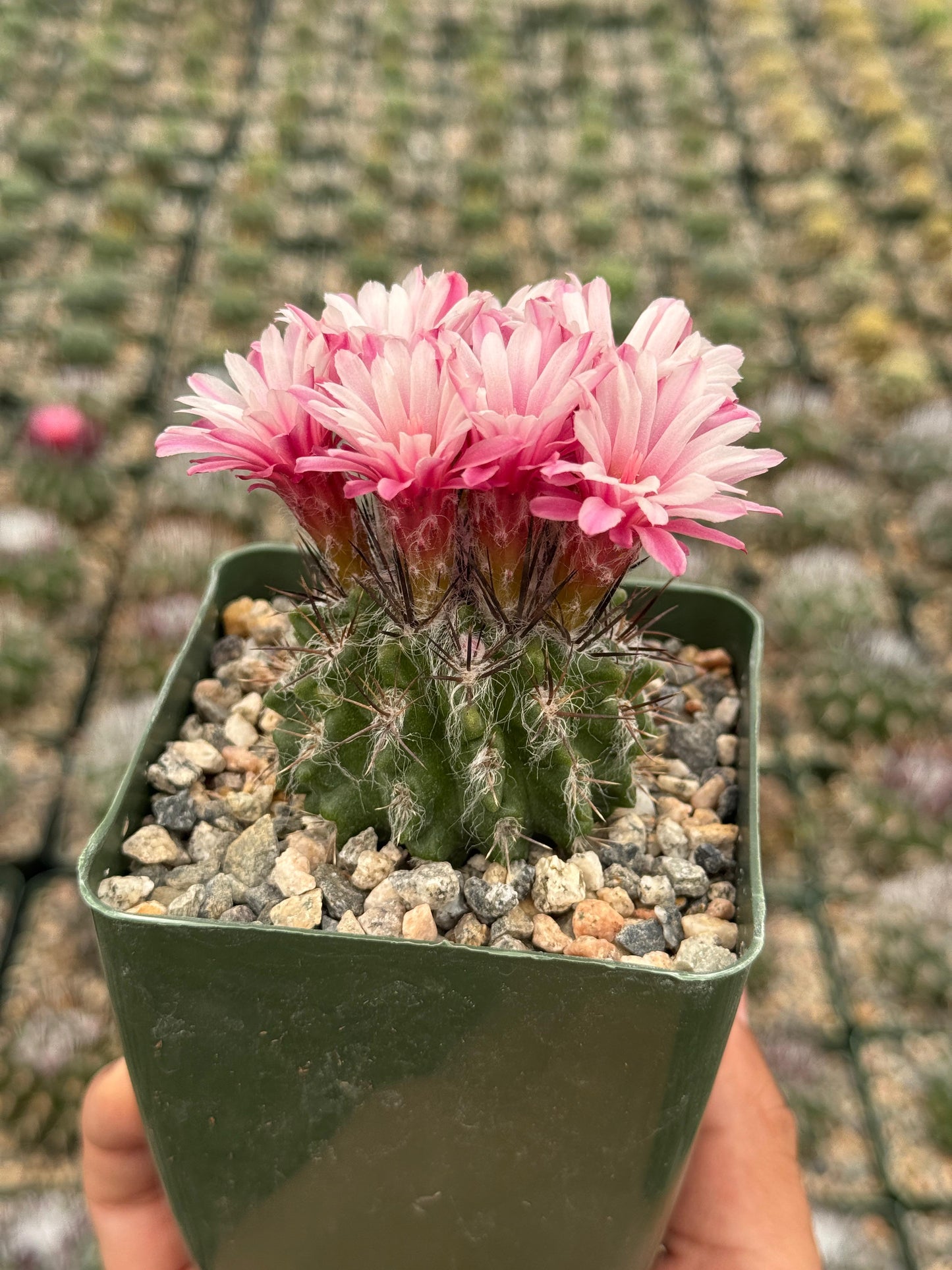 Neochilenia floccosa