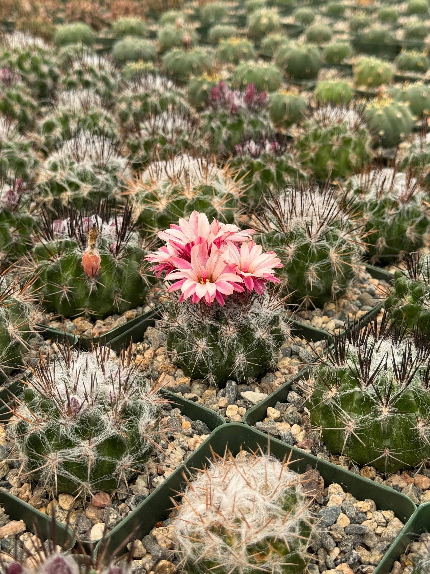 Neochilenia floccosa