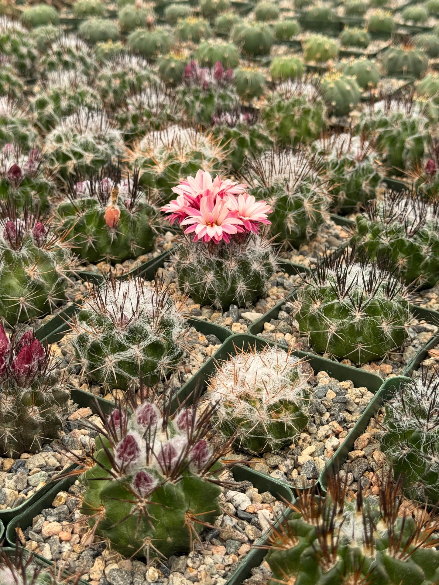 Neochilenia floccosa