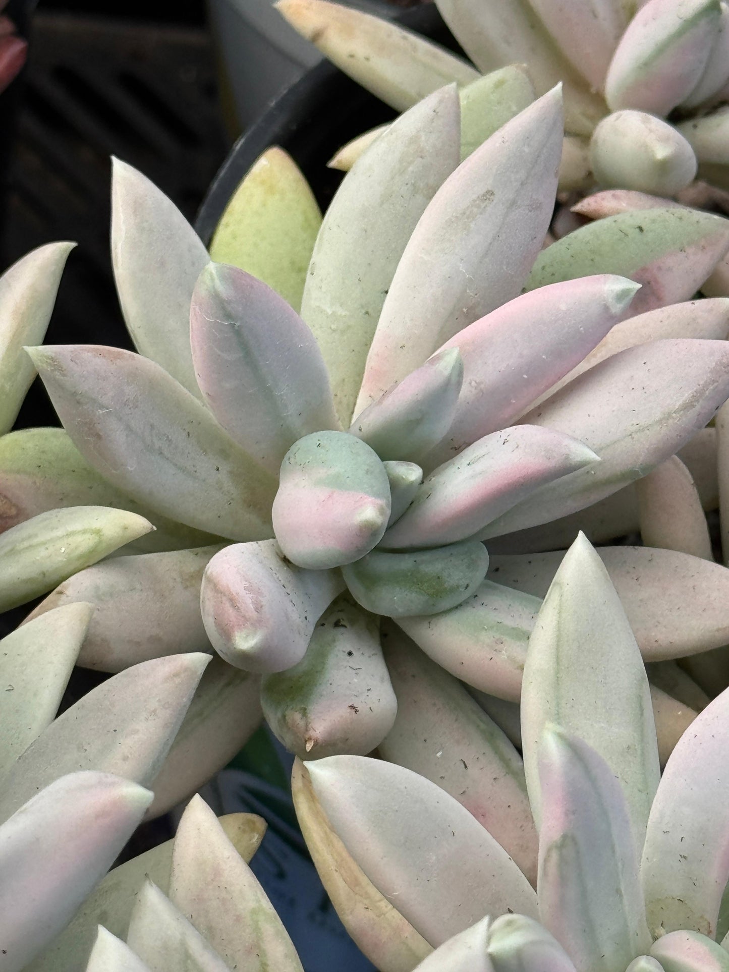 Pachyveria hookeri cluster variegado