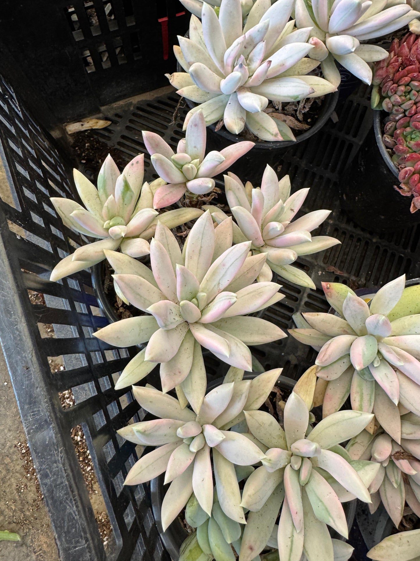 Pachyveria hookeri cluster variegado