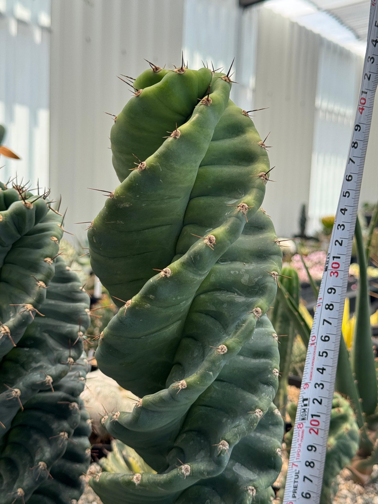 Cereus forbesii spiralis 16”