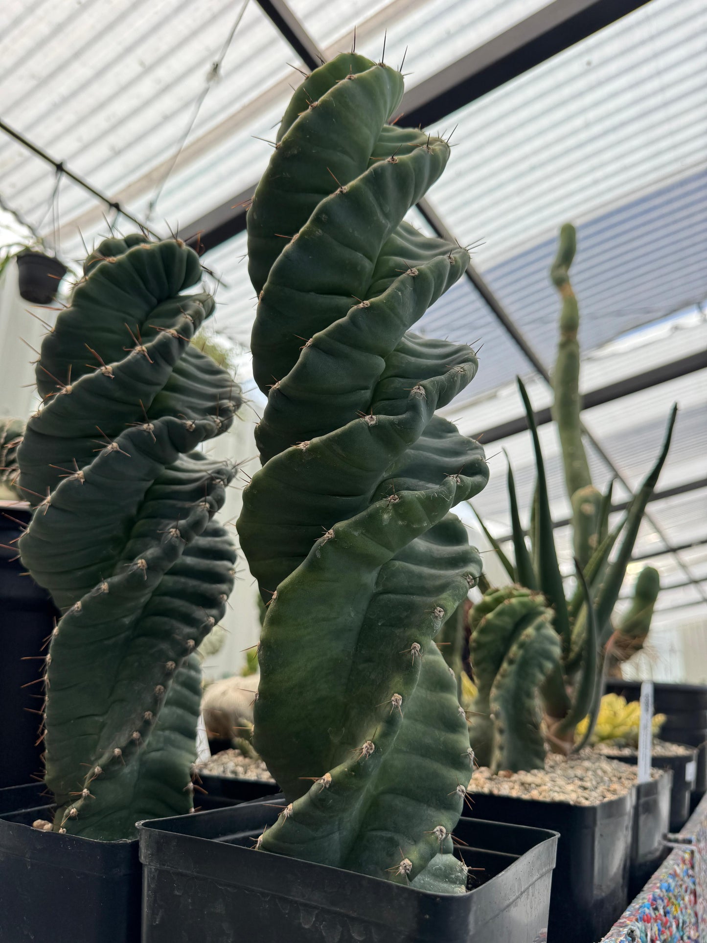Cereus forbesii spiralis 16”