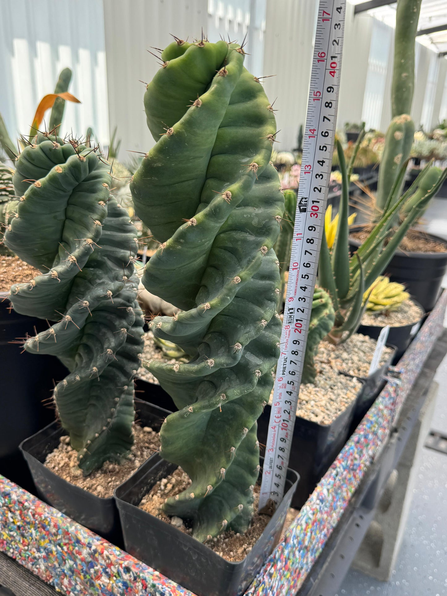 Cereus forbesii spiralis 16”