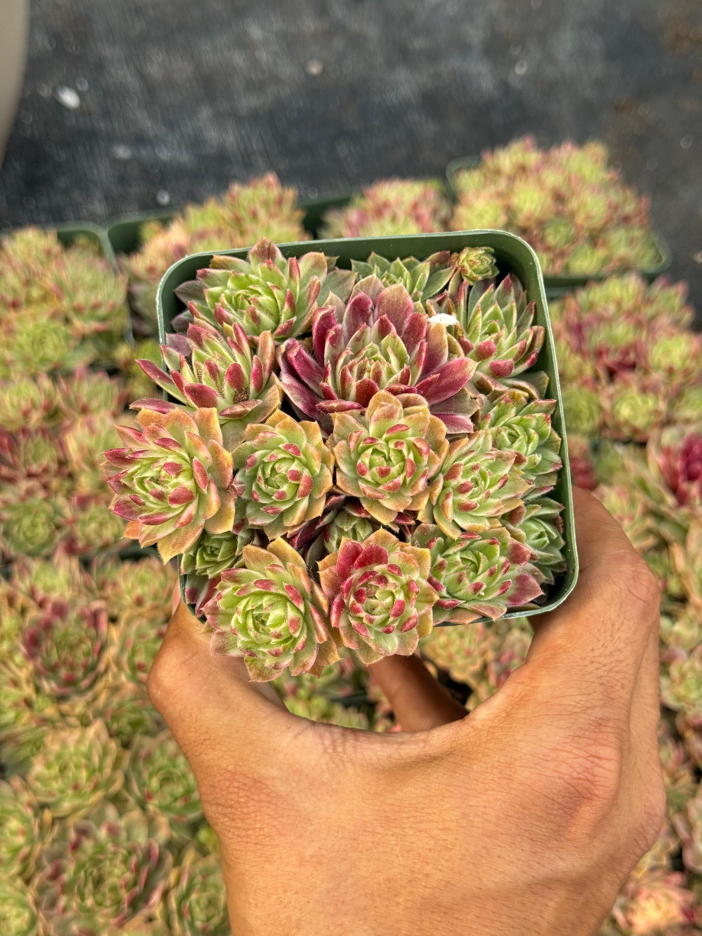 Sempervivum saxon cluster variegado