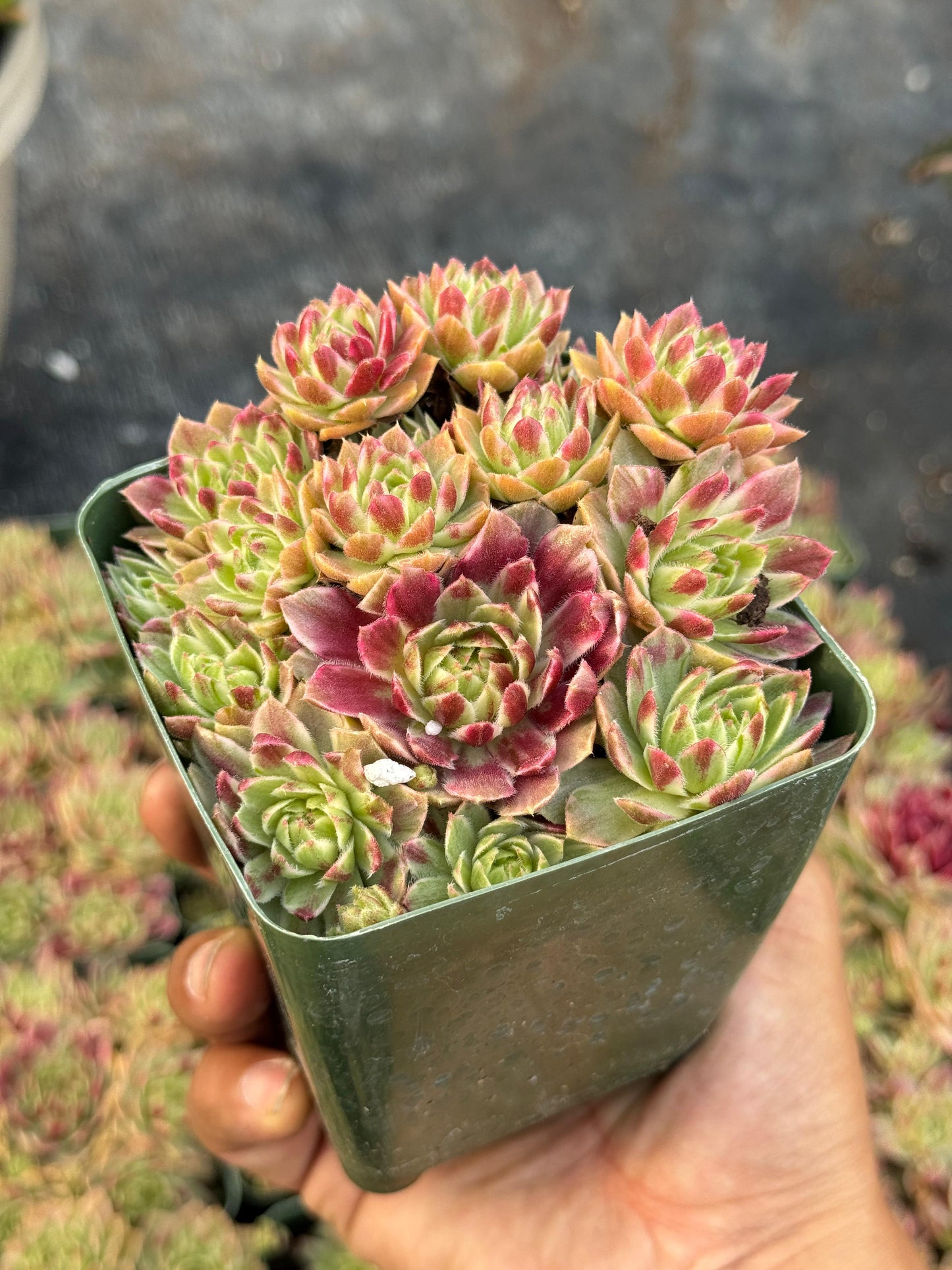 Sempervivum saxon cluster variegado