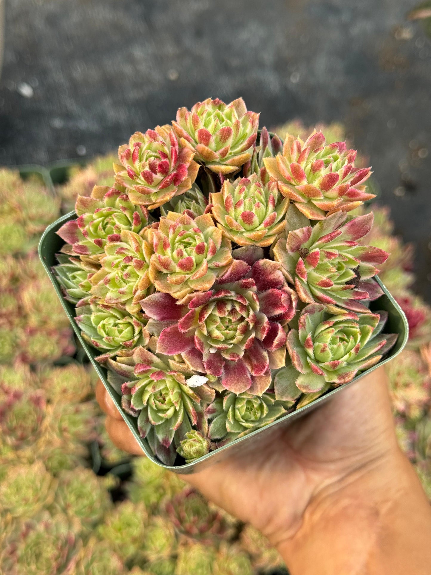 Sempervivum saxon cluster variegado