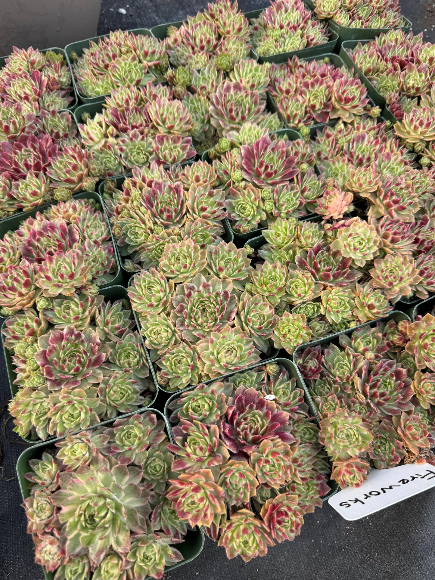 Sempervivum saxon cluster variegado