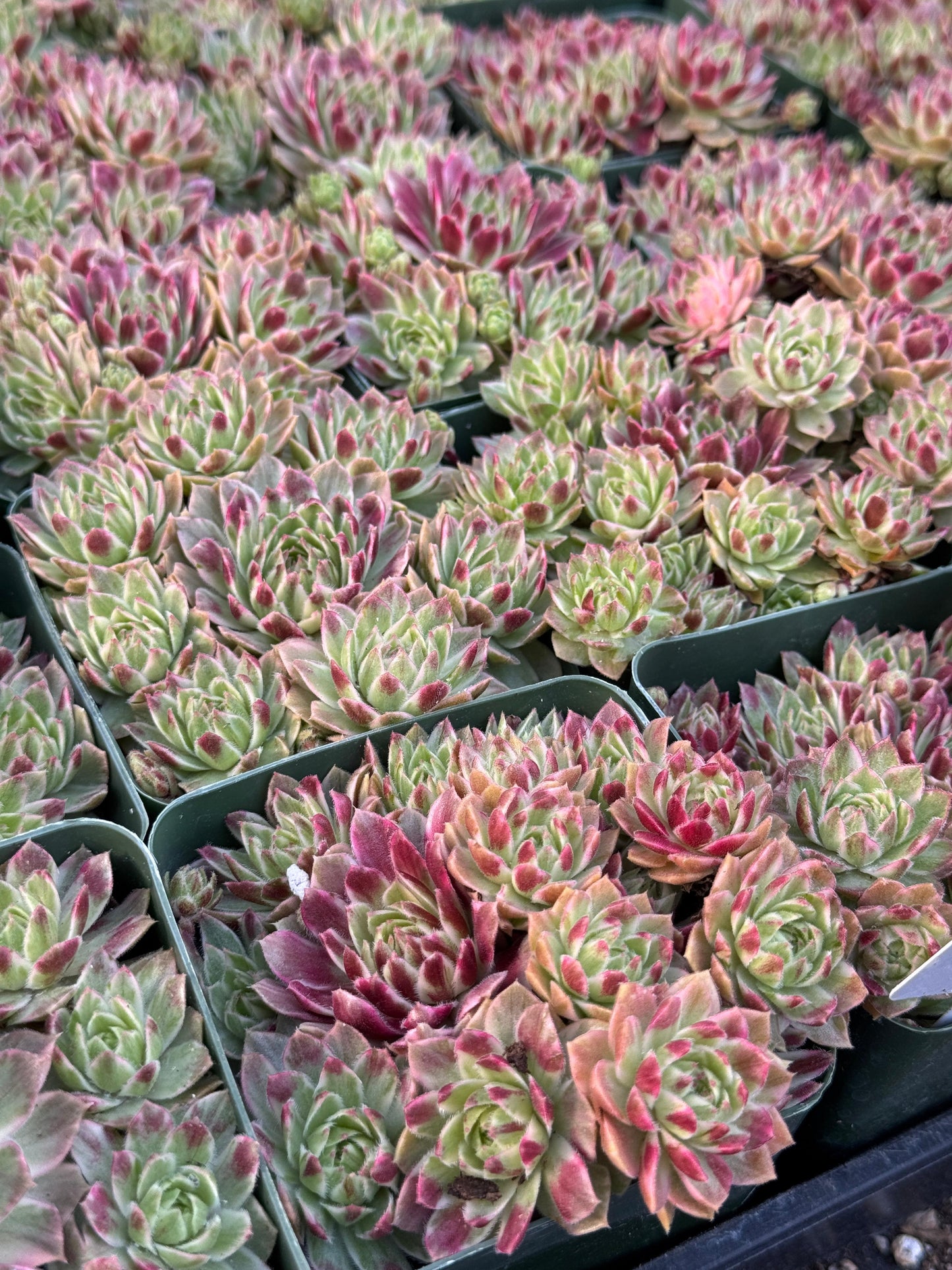 Sempervivum saxon cluster variegado