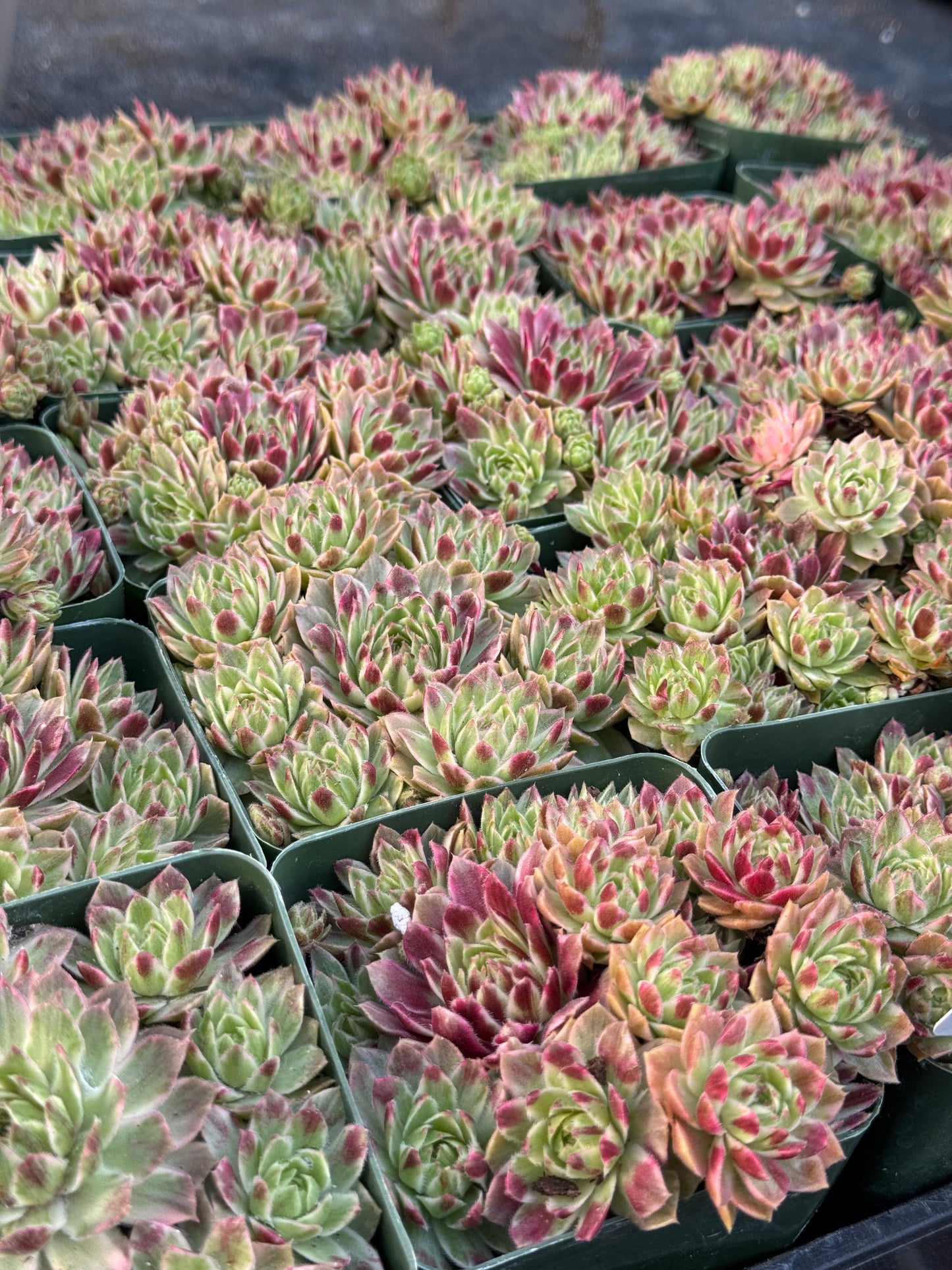 Sempervivum saxon cluster variegado