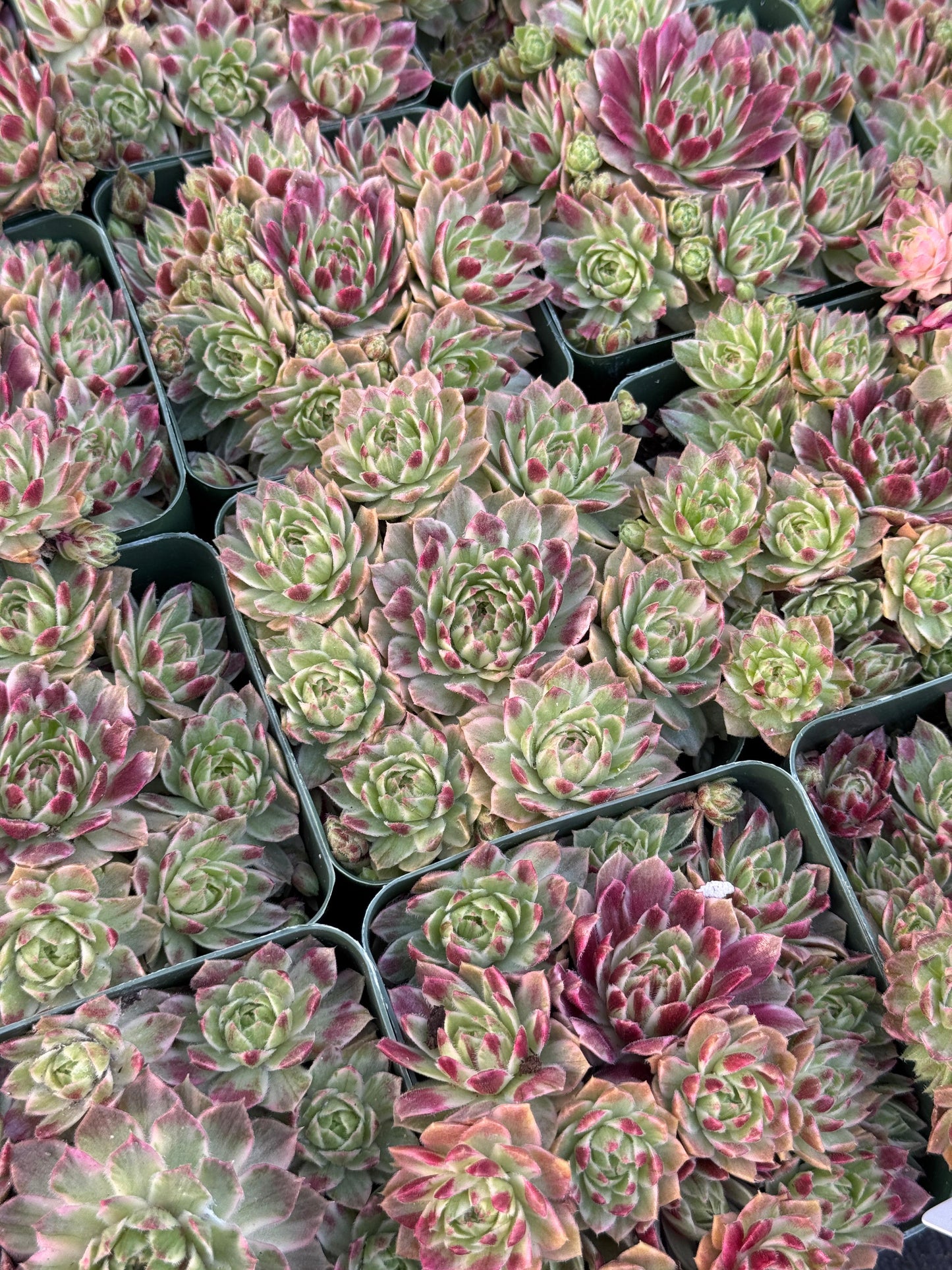 Sempervivum saxon cluster variegado