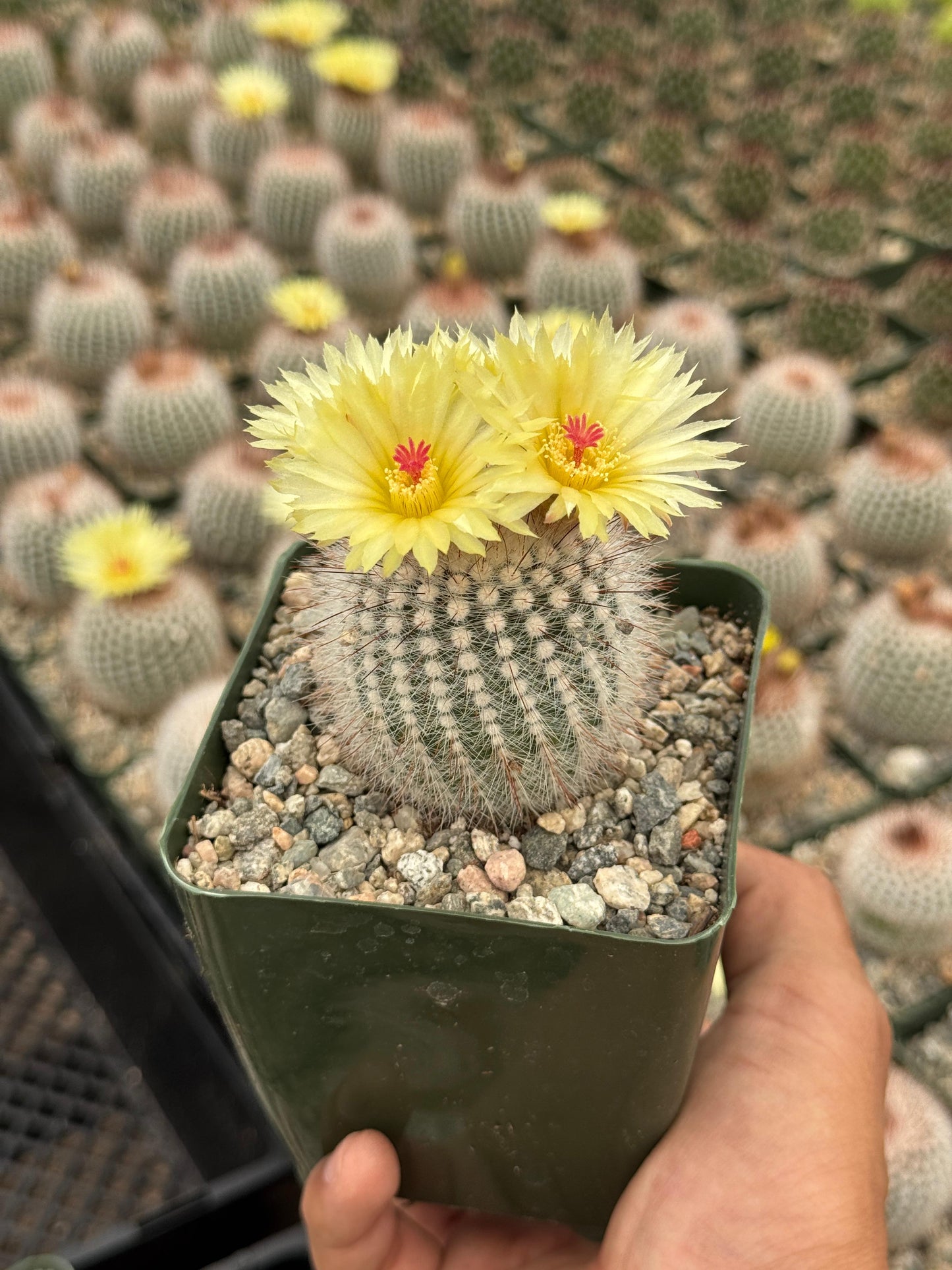 Notocactus scopa var. Rubra