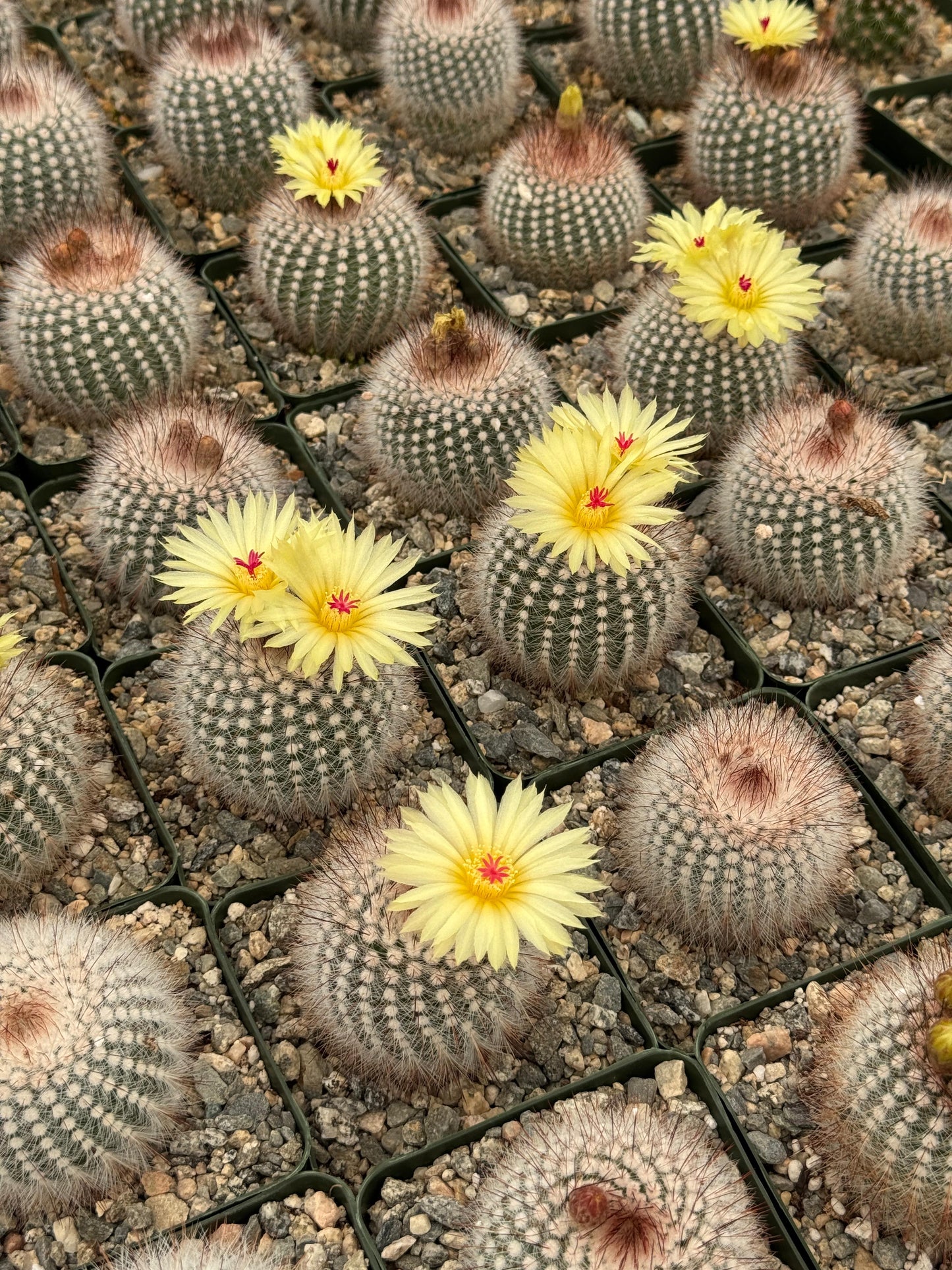 Notocactus scopa var. Rubra
