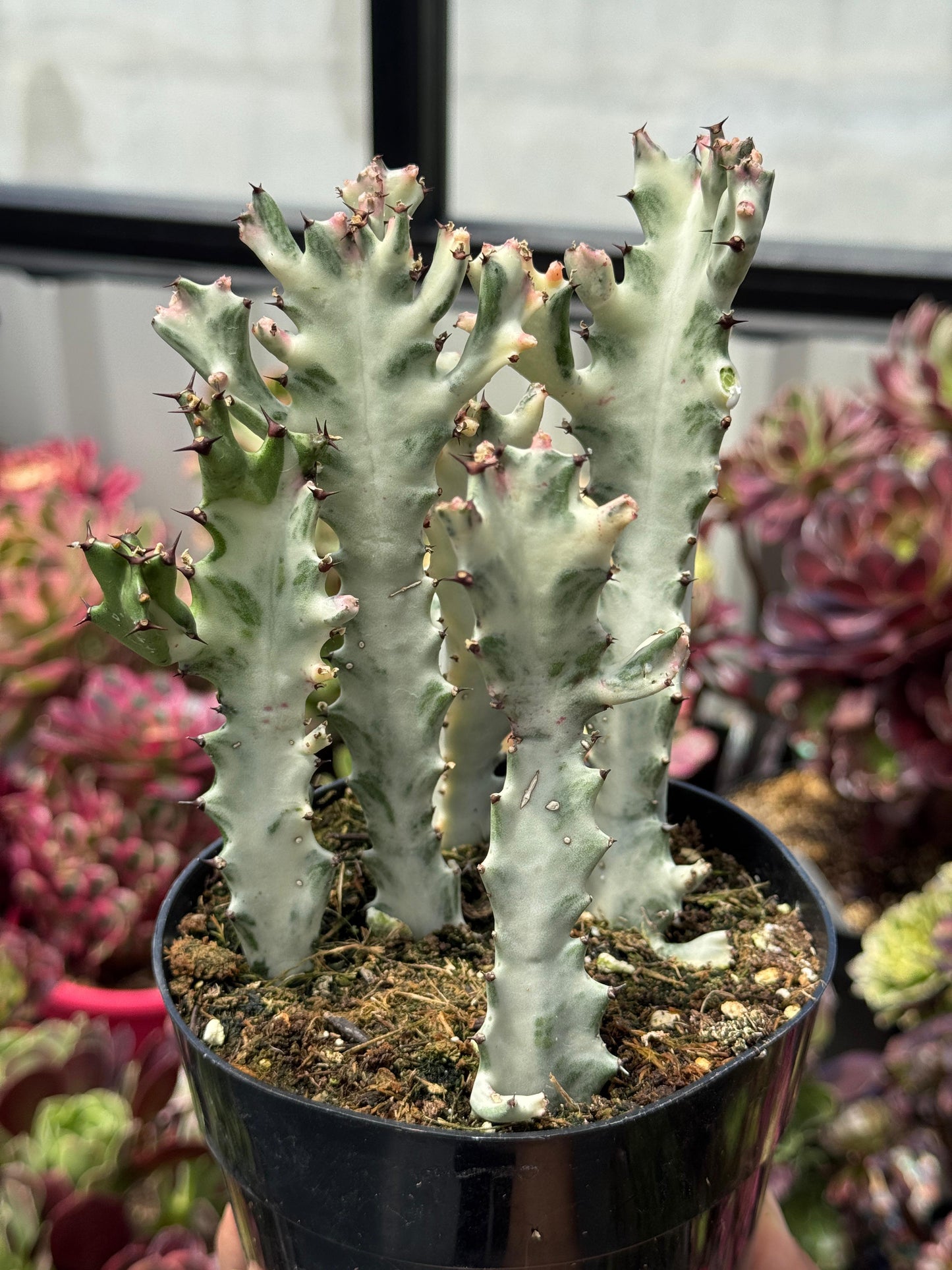 Euphorbia lactea Variegada 5”