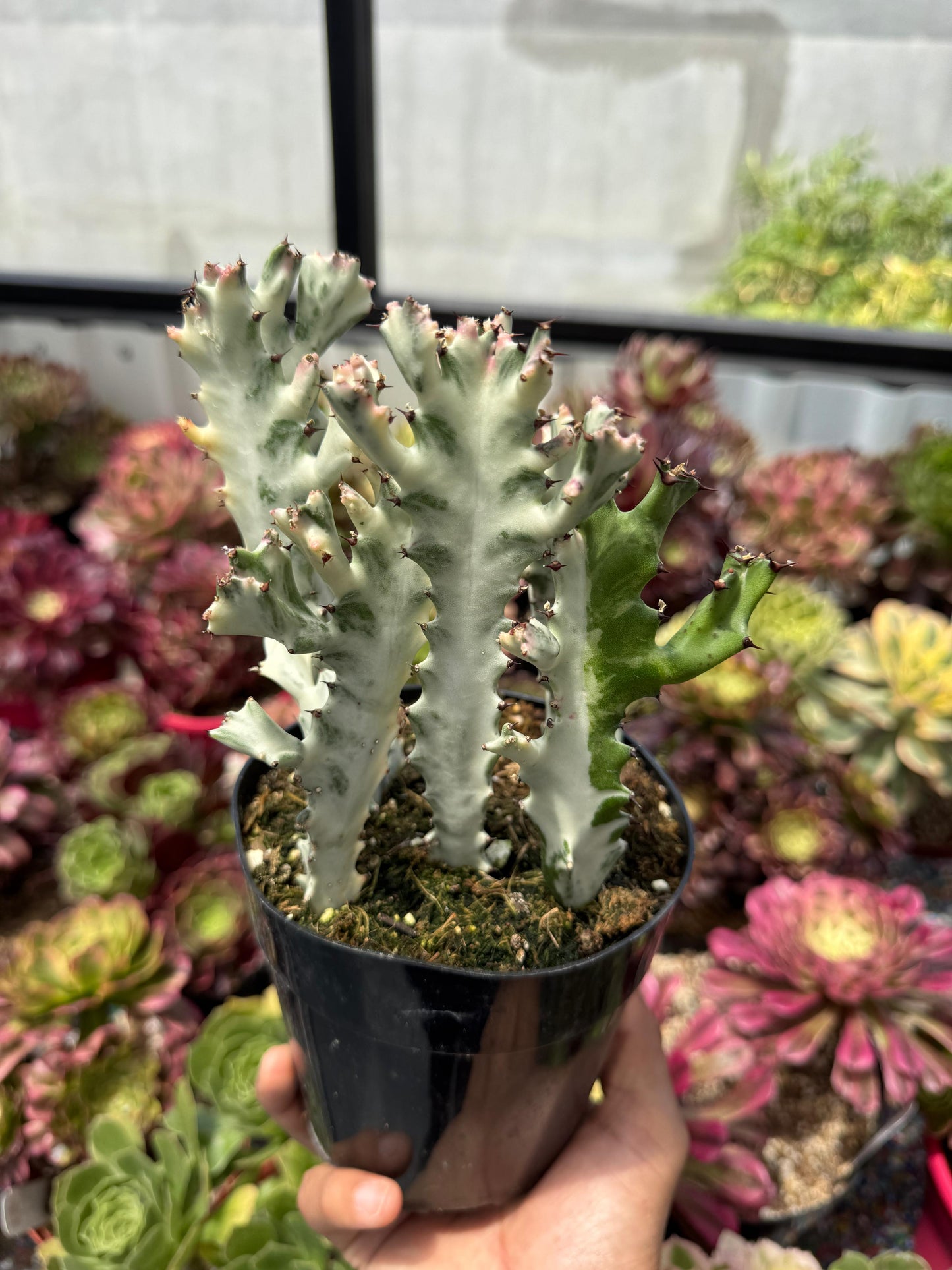 Euphorbia lactea Variegada 5”