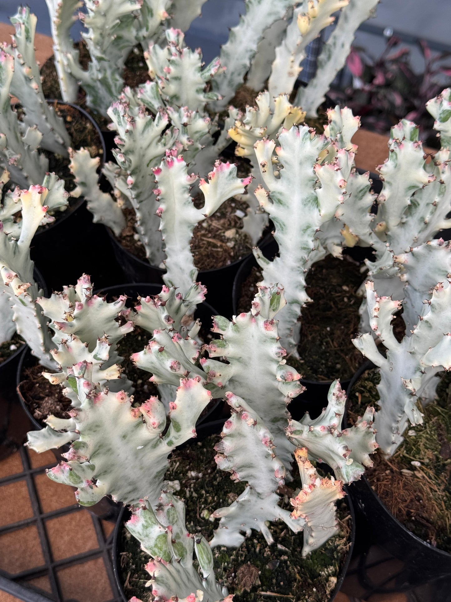Euphorbia lactea Variegada 5”