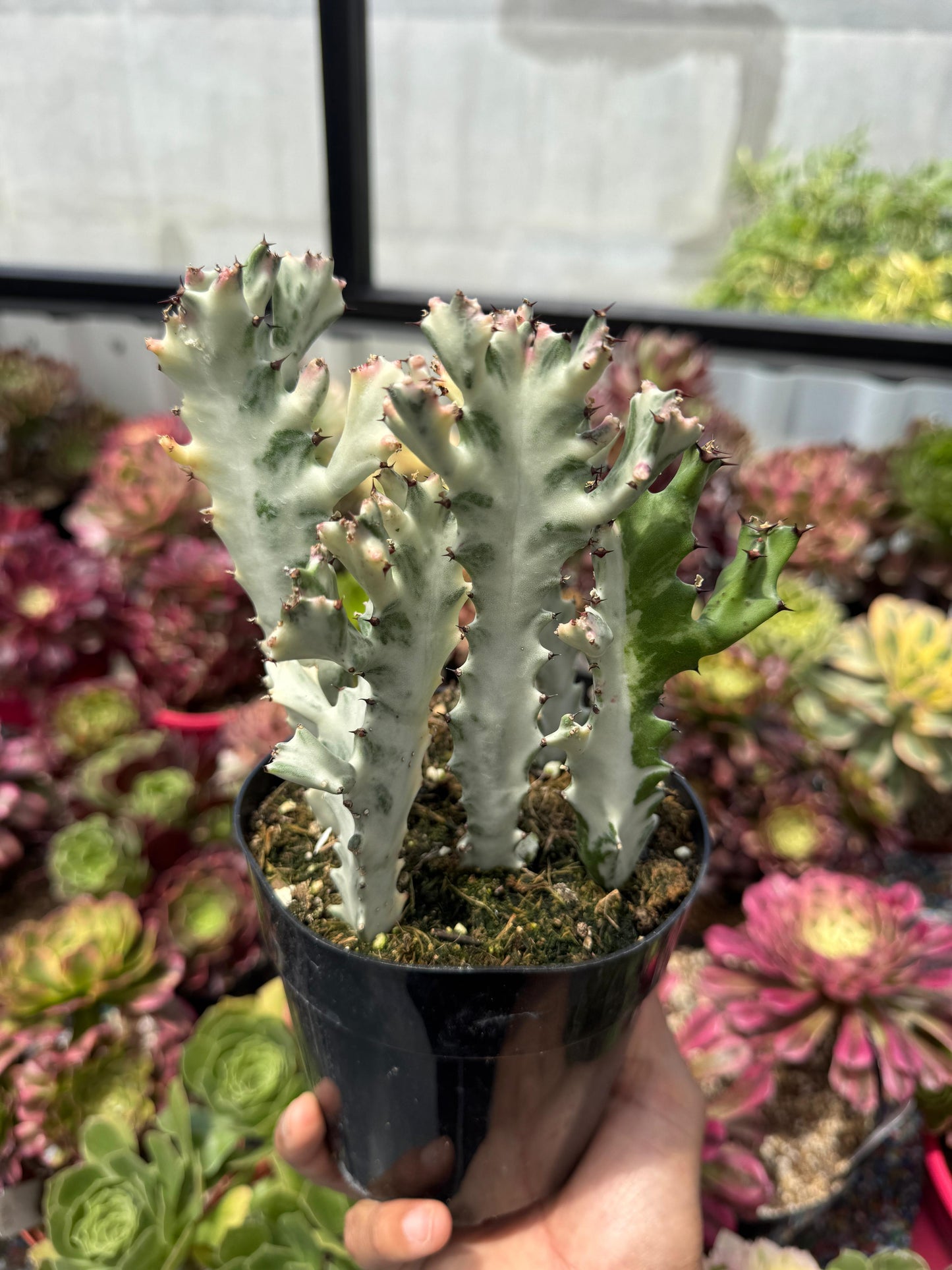 Euphorbia lactea Variegada 5”