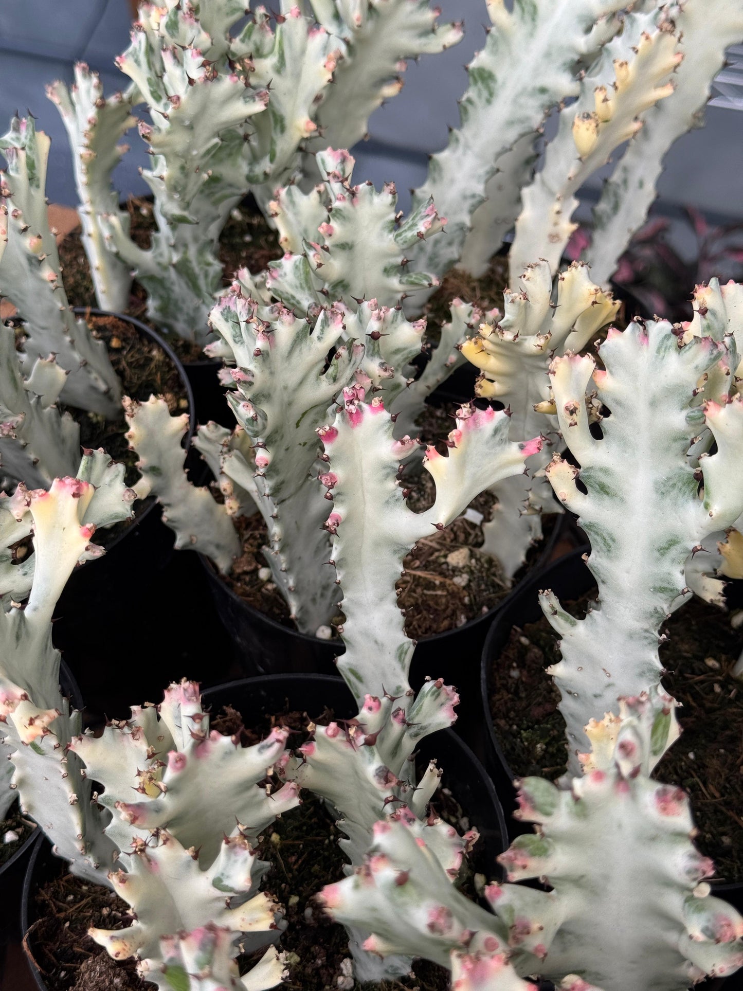 Euphorbia lactea Variegada 5”