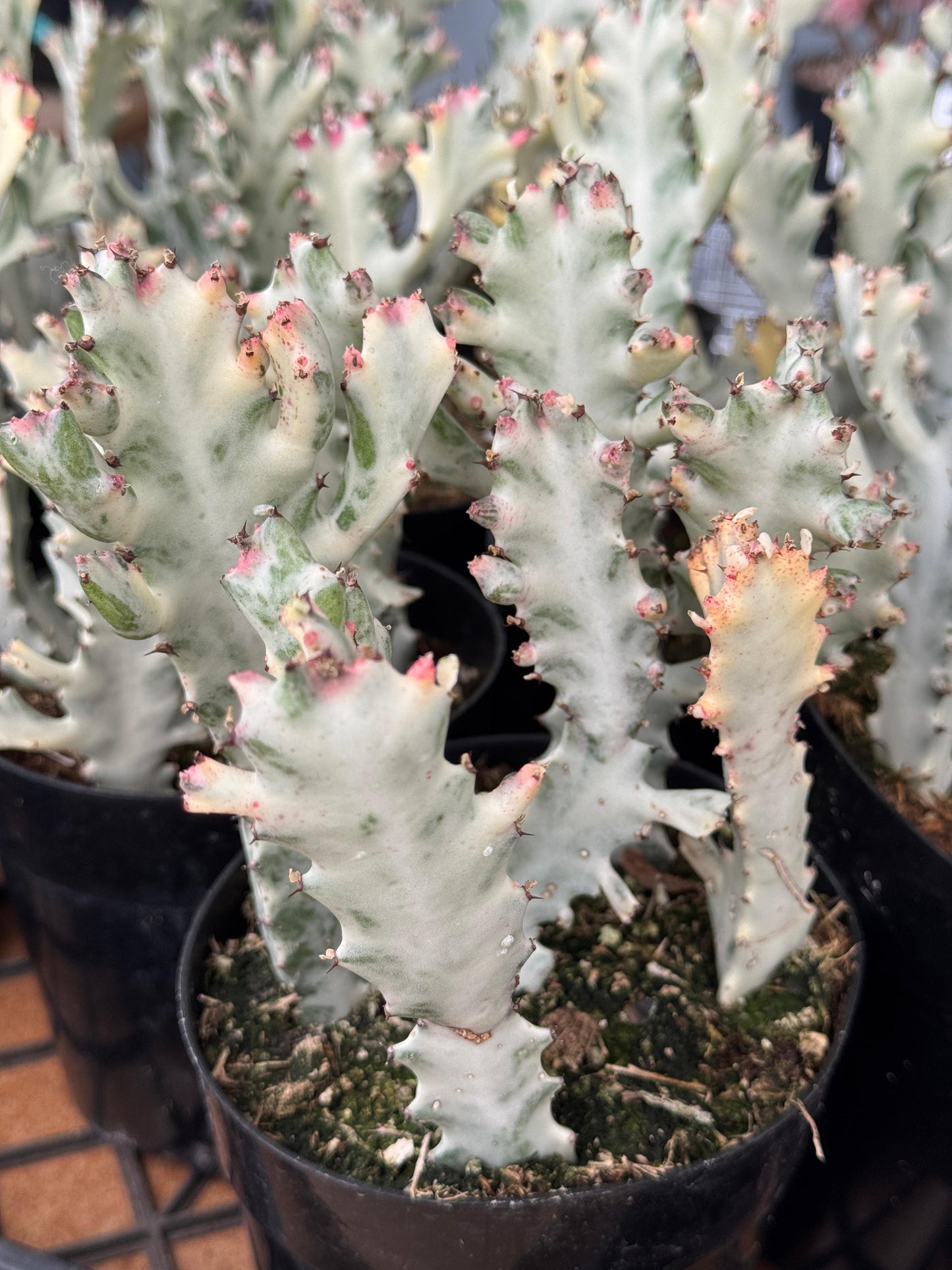 Euphorbia lactea Variegada 5”